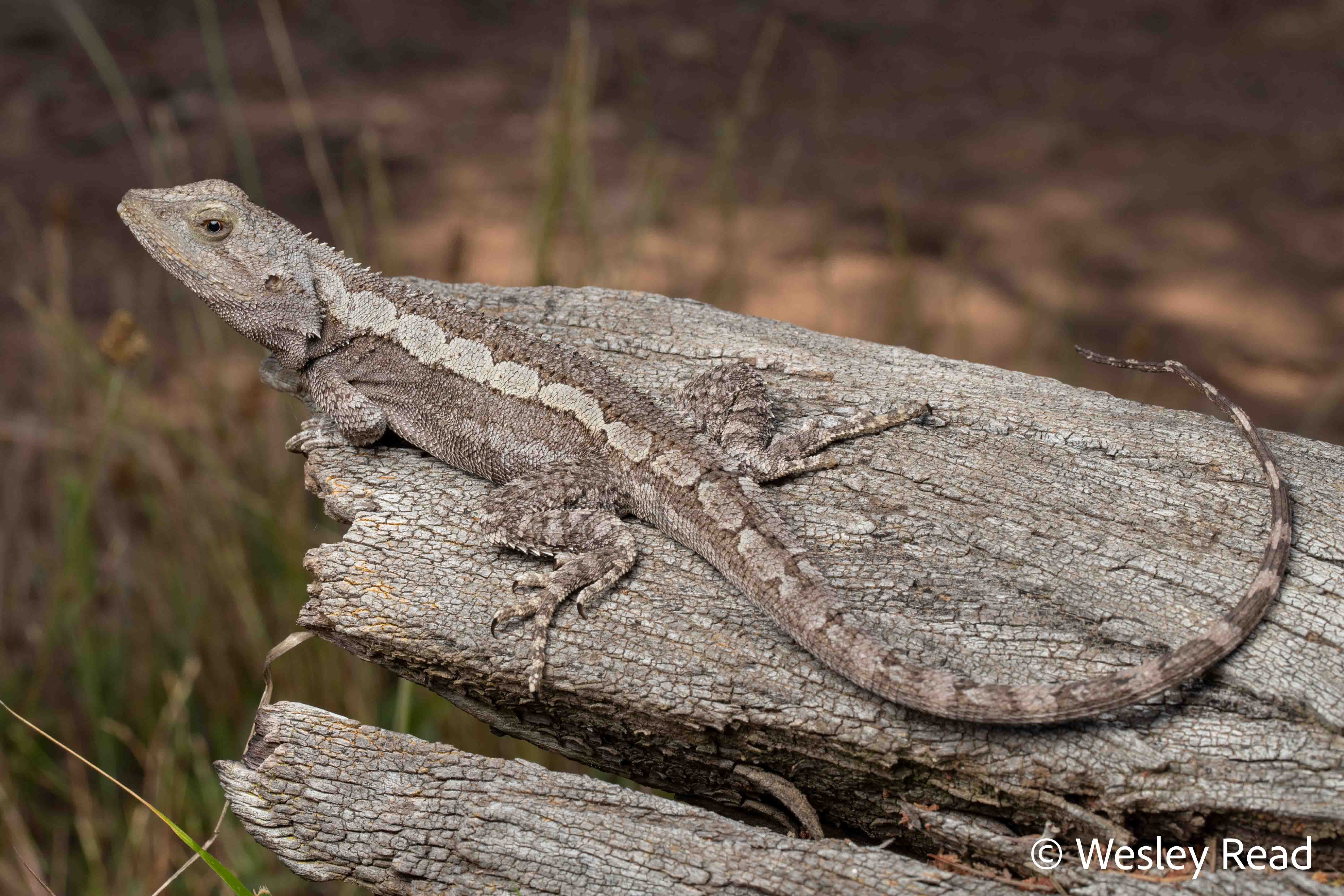 Amphibolurus muricatus