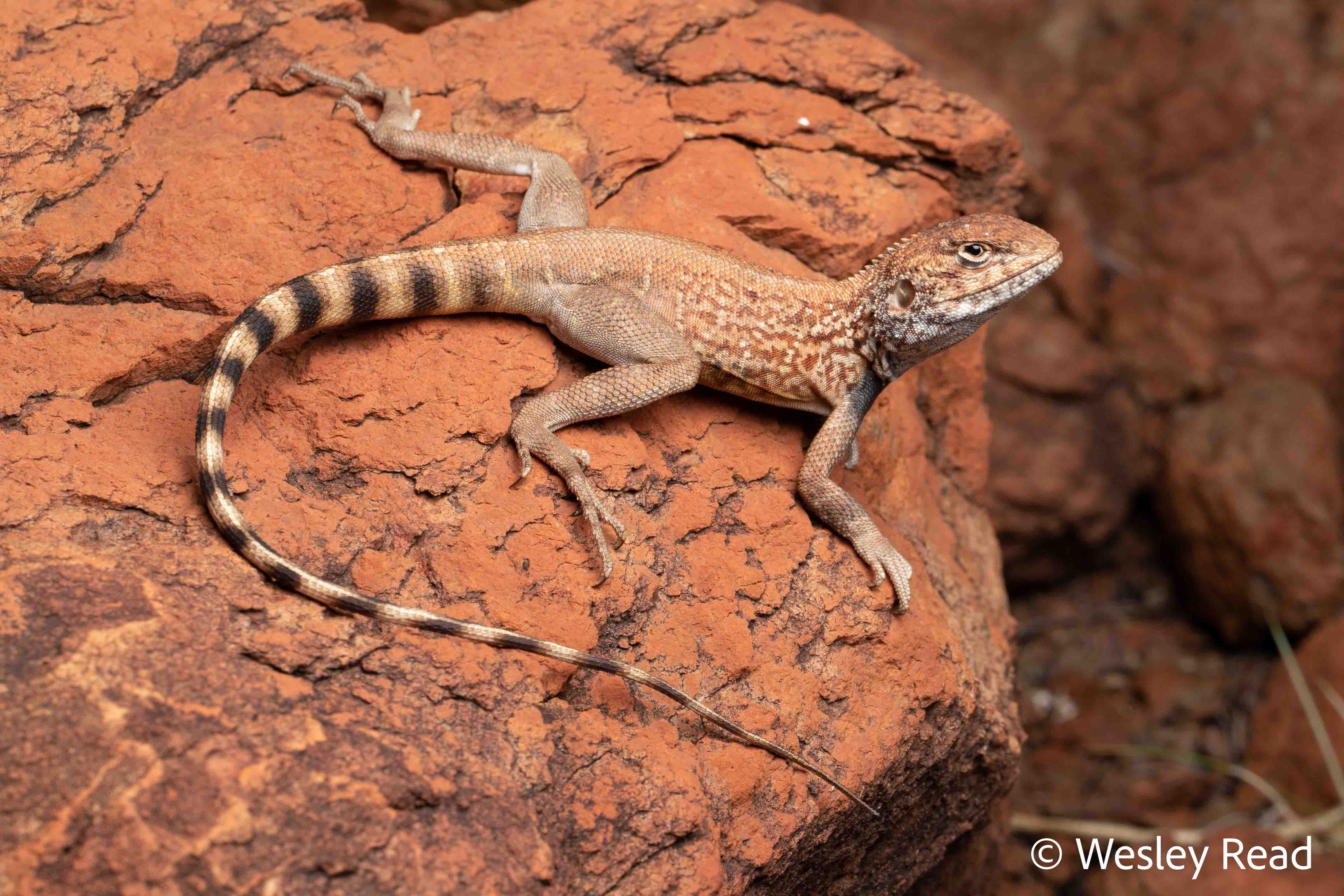 Ctenophorus caudiannulatus