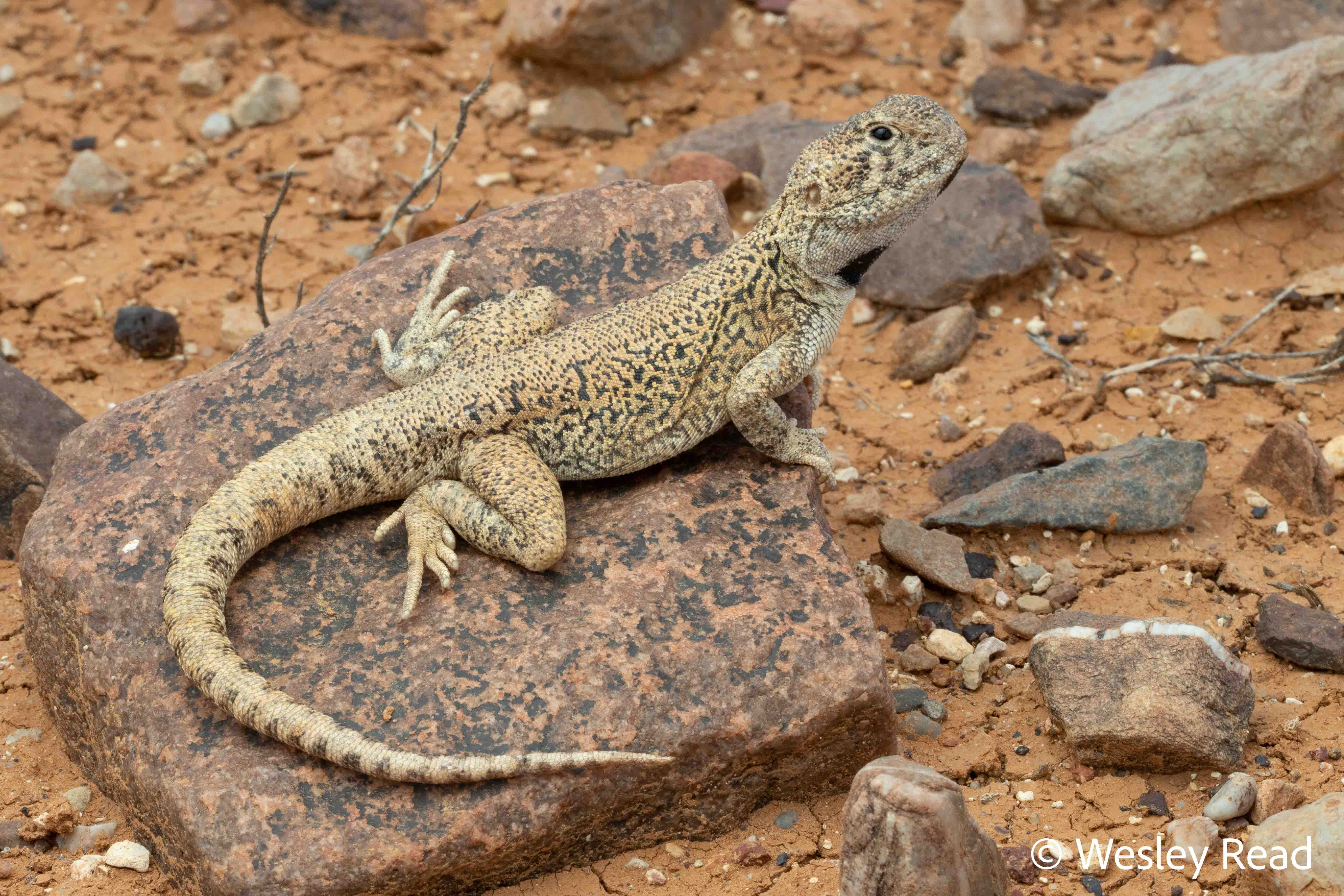 Ctenophorus gibba