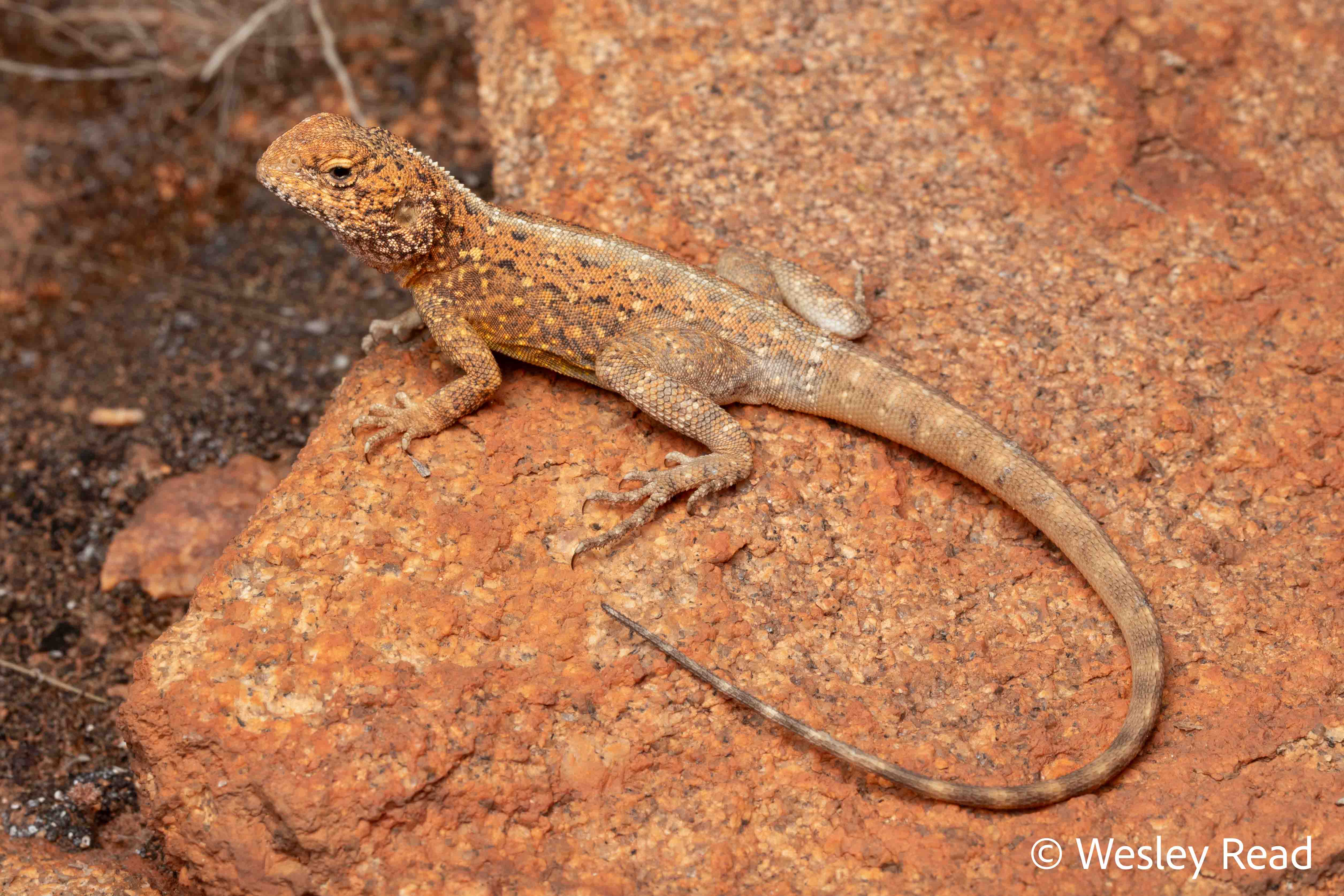 Ctenophorus infans