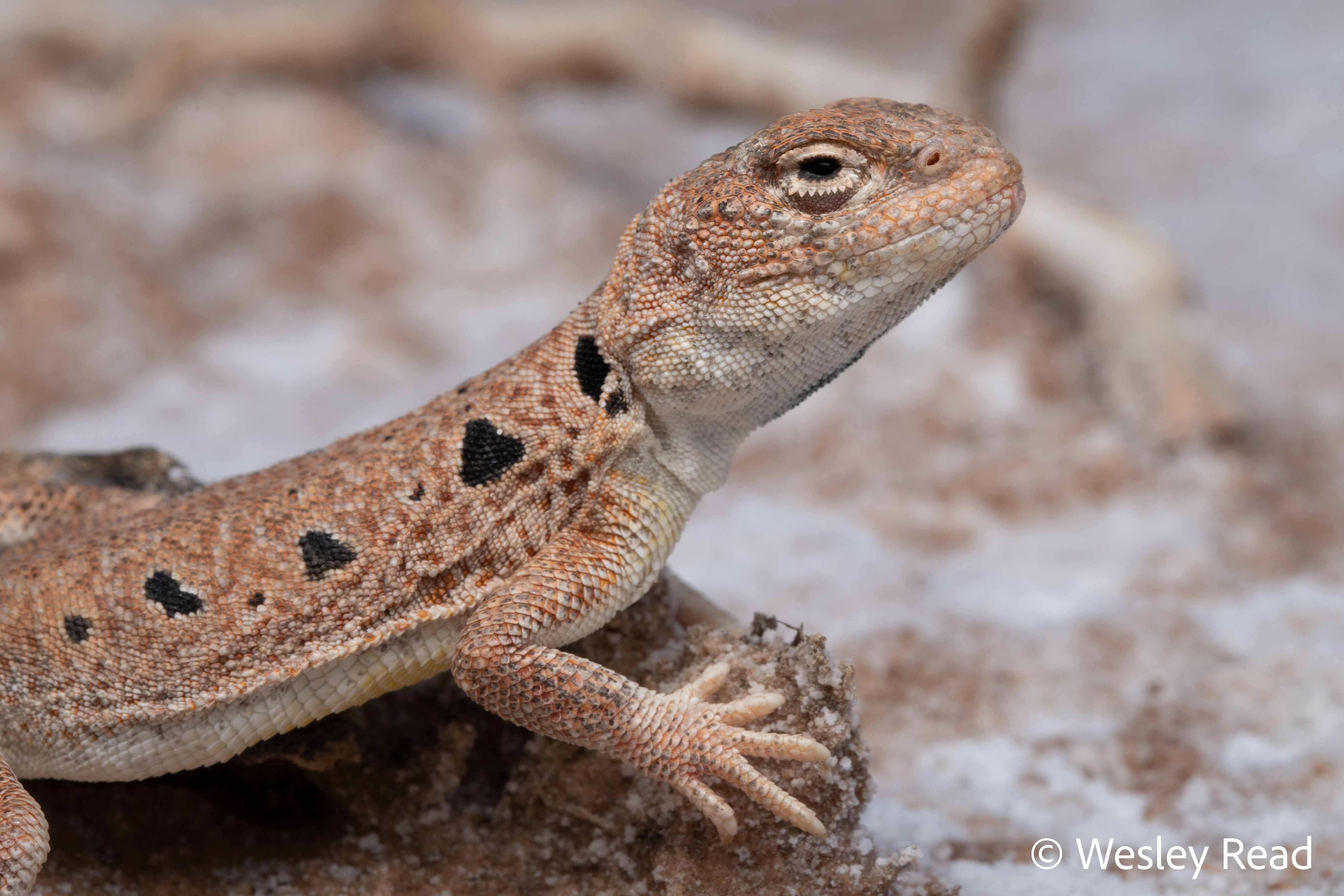 Ctenophorus maculosus
