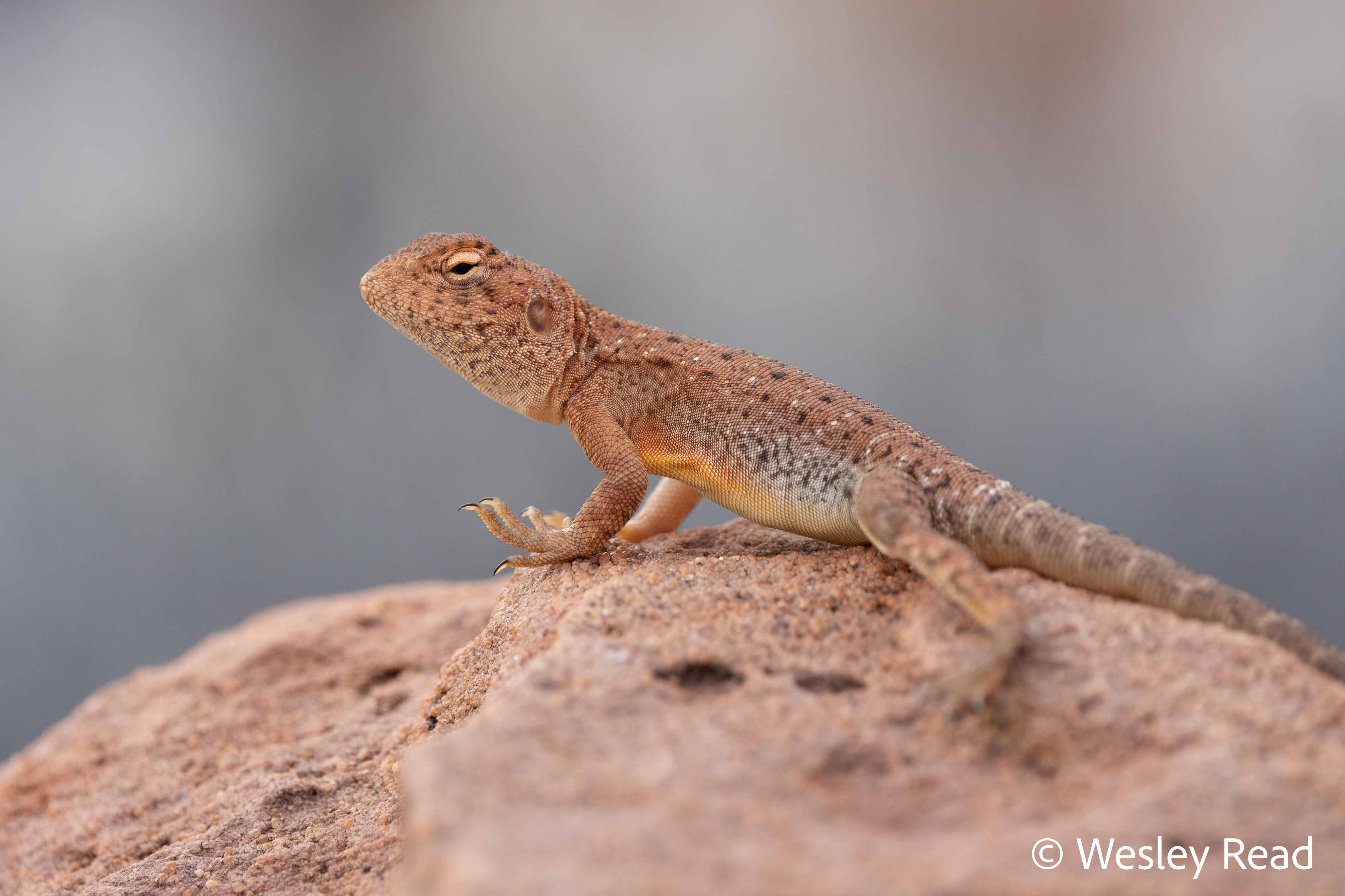 Ctenophorus slateri