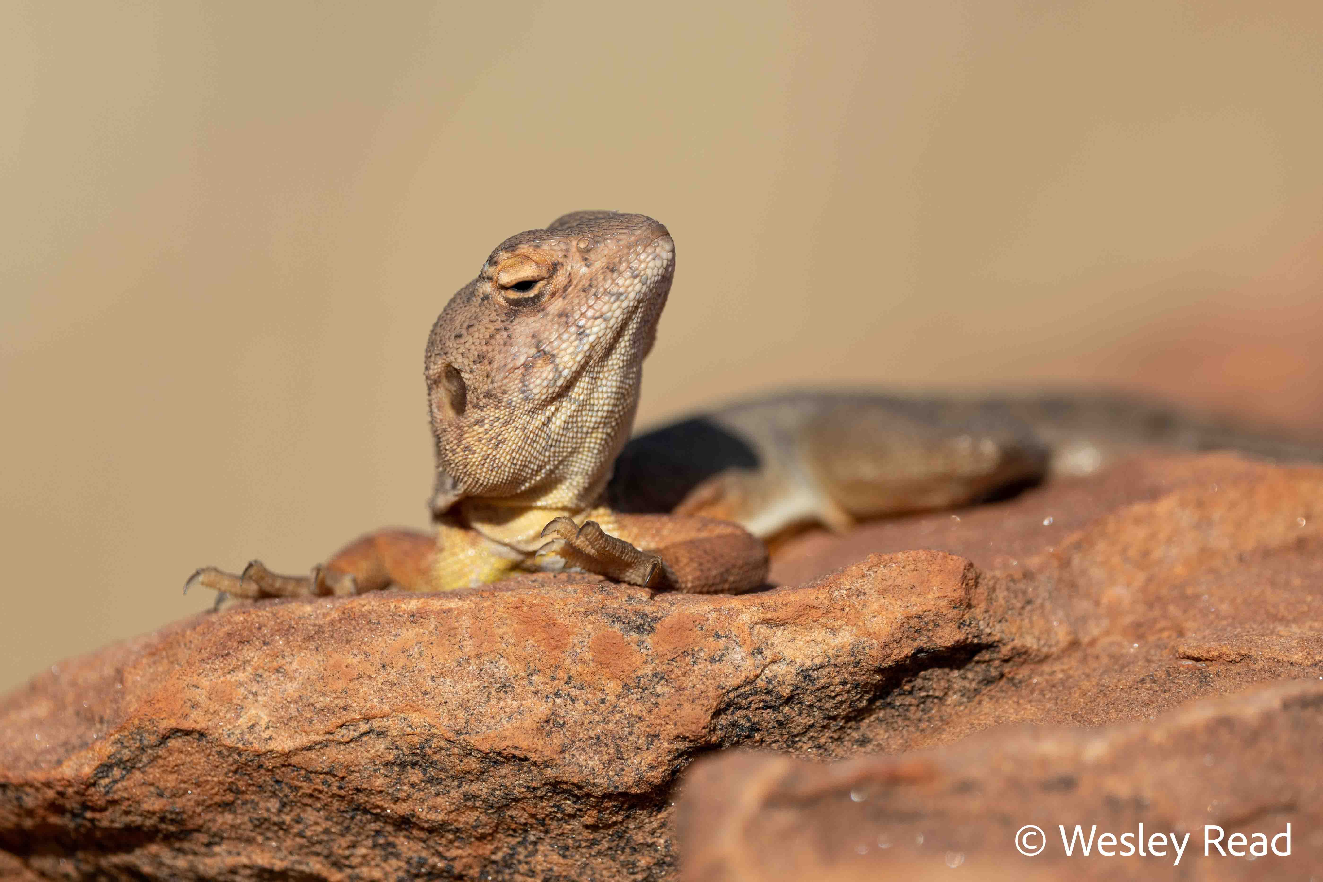 Ctenophorus slateri
