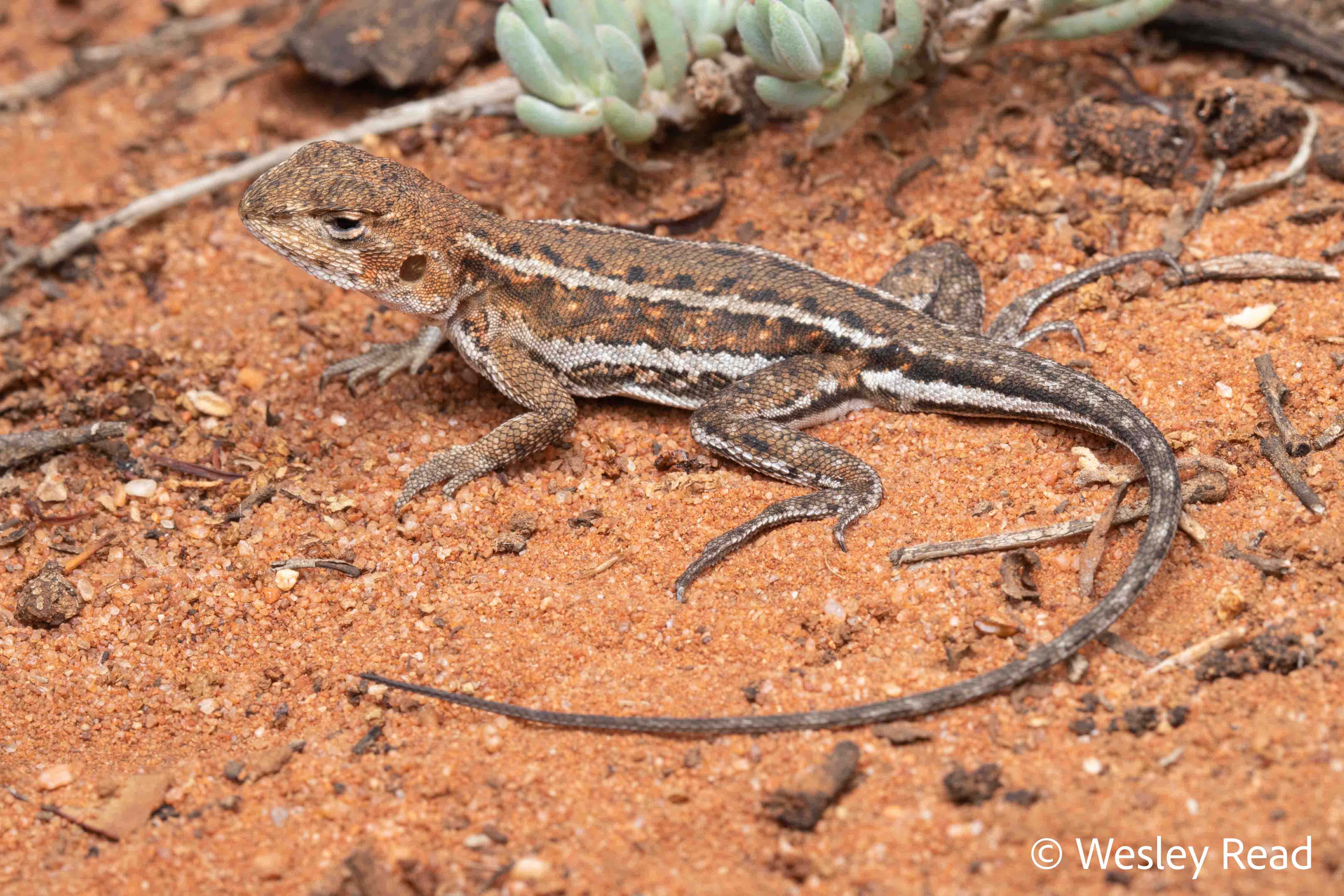 Ctenophorus spinodomus