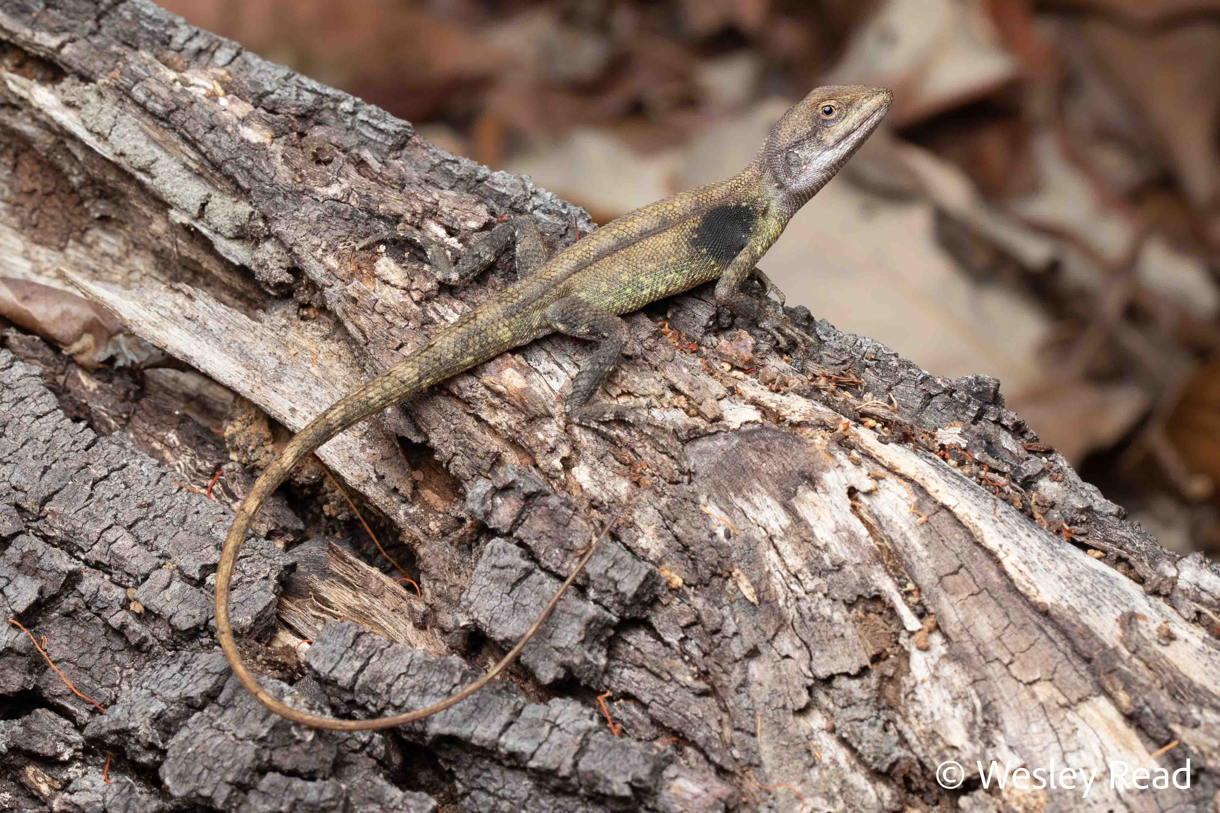 Ctenophorus bilineata