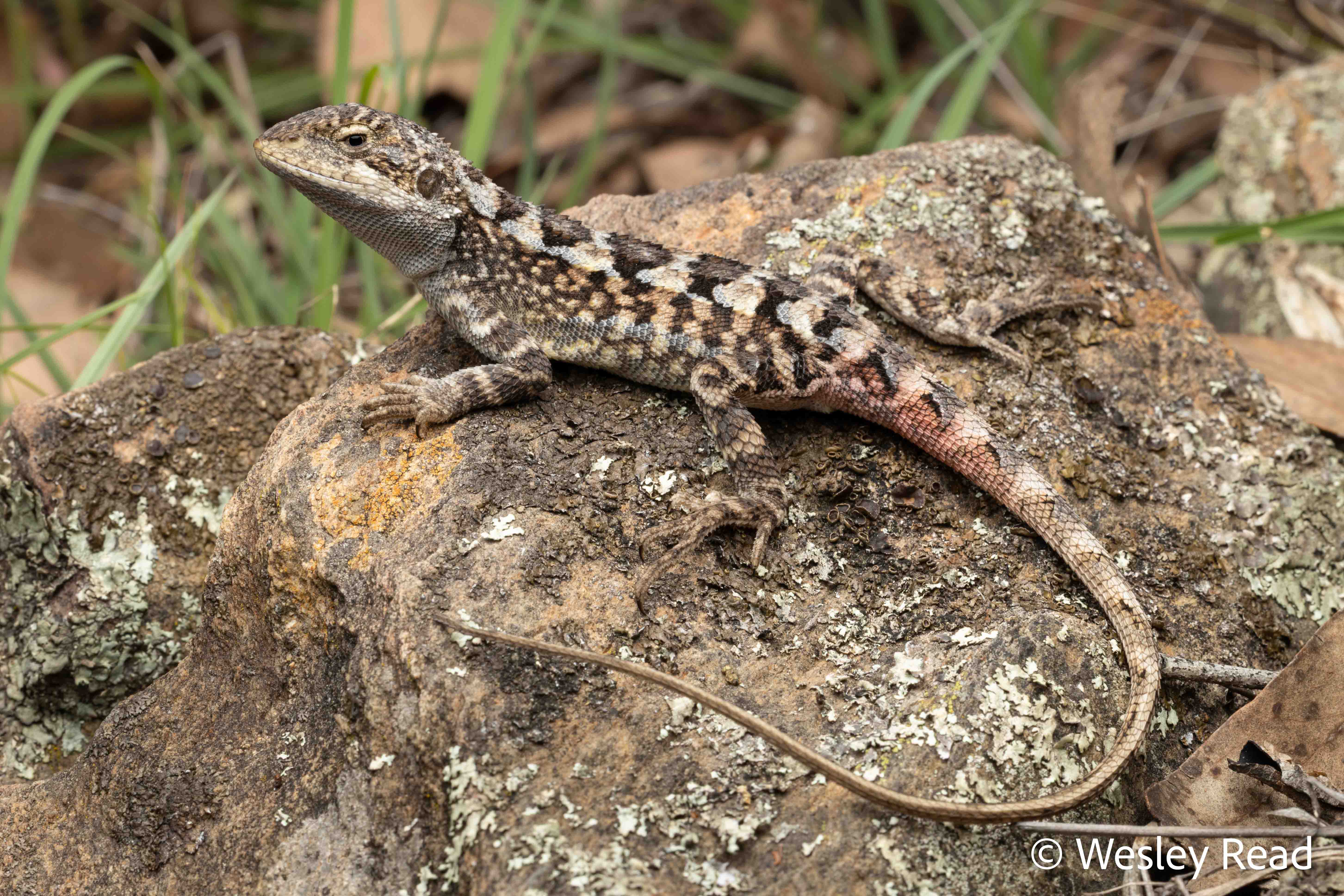 Ctenophorus nobbi