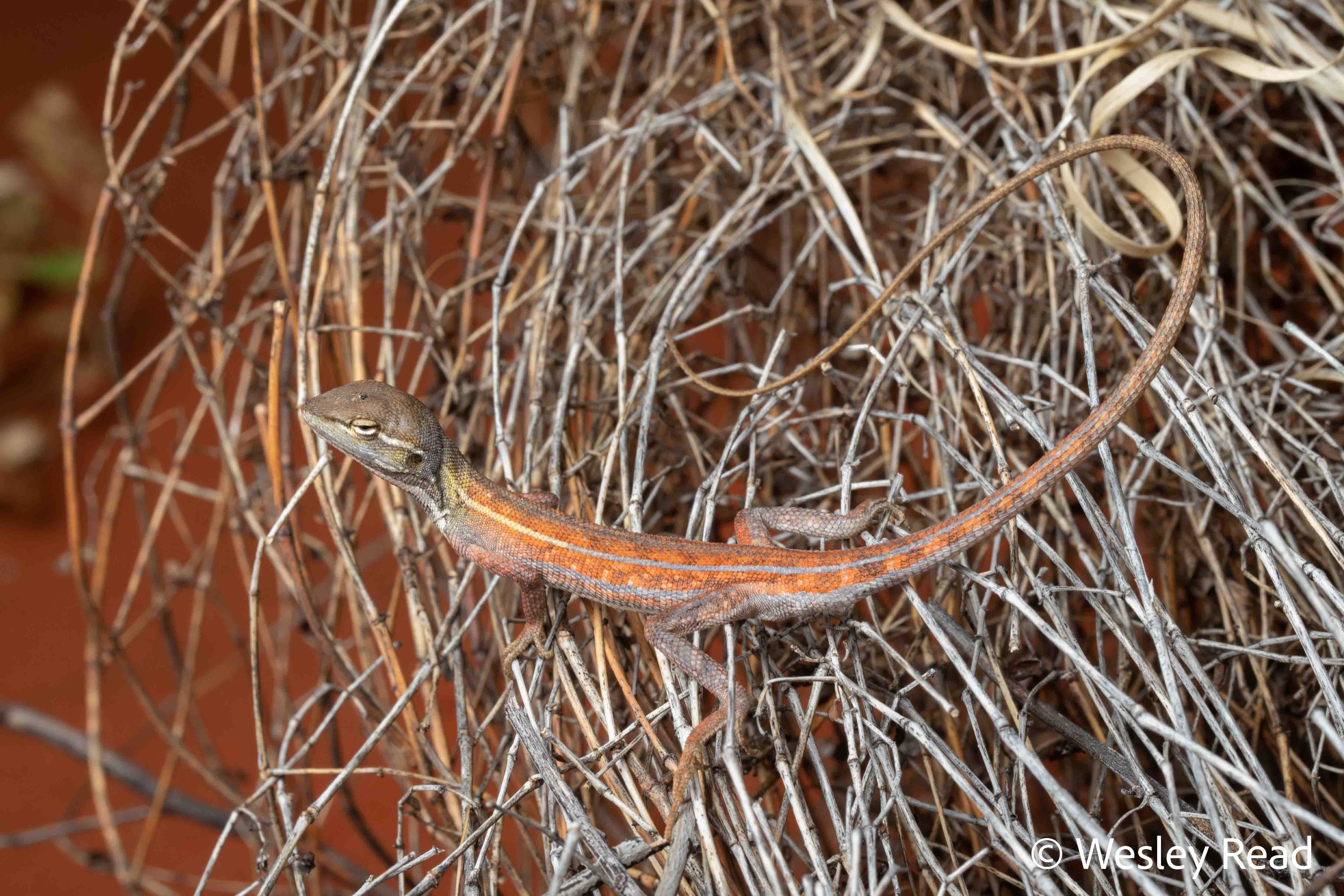 Ctenophorus paraconvergens