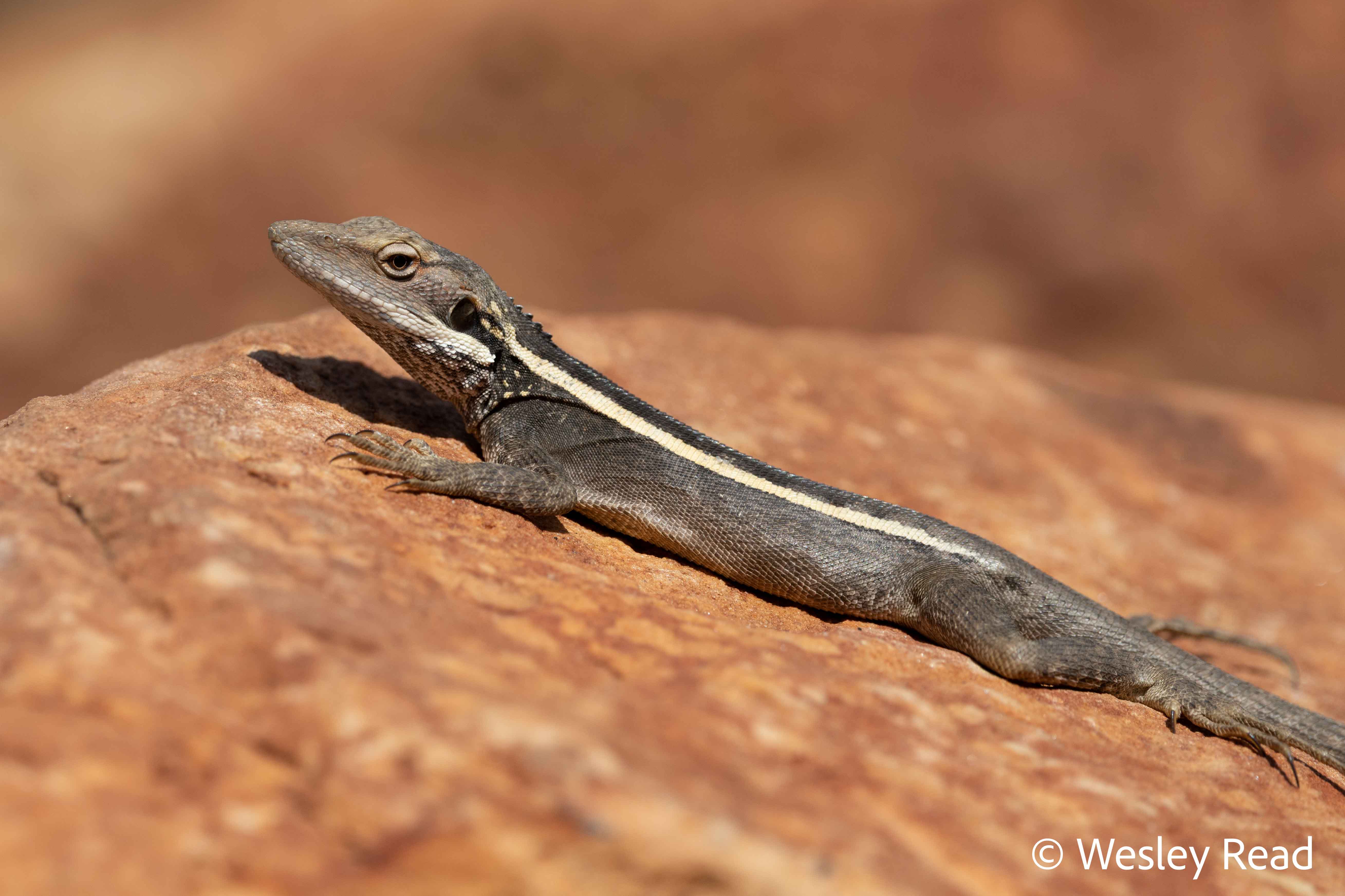 Gowidon longirostris
