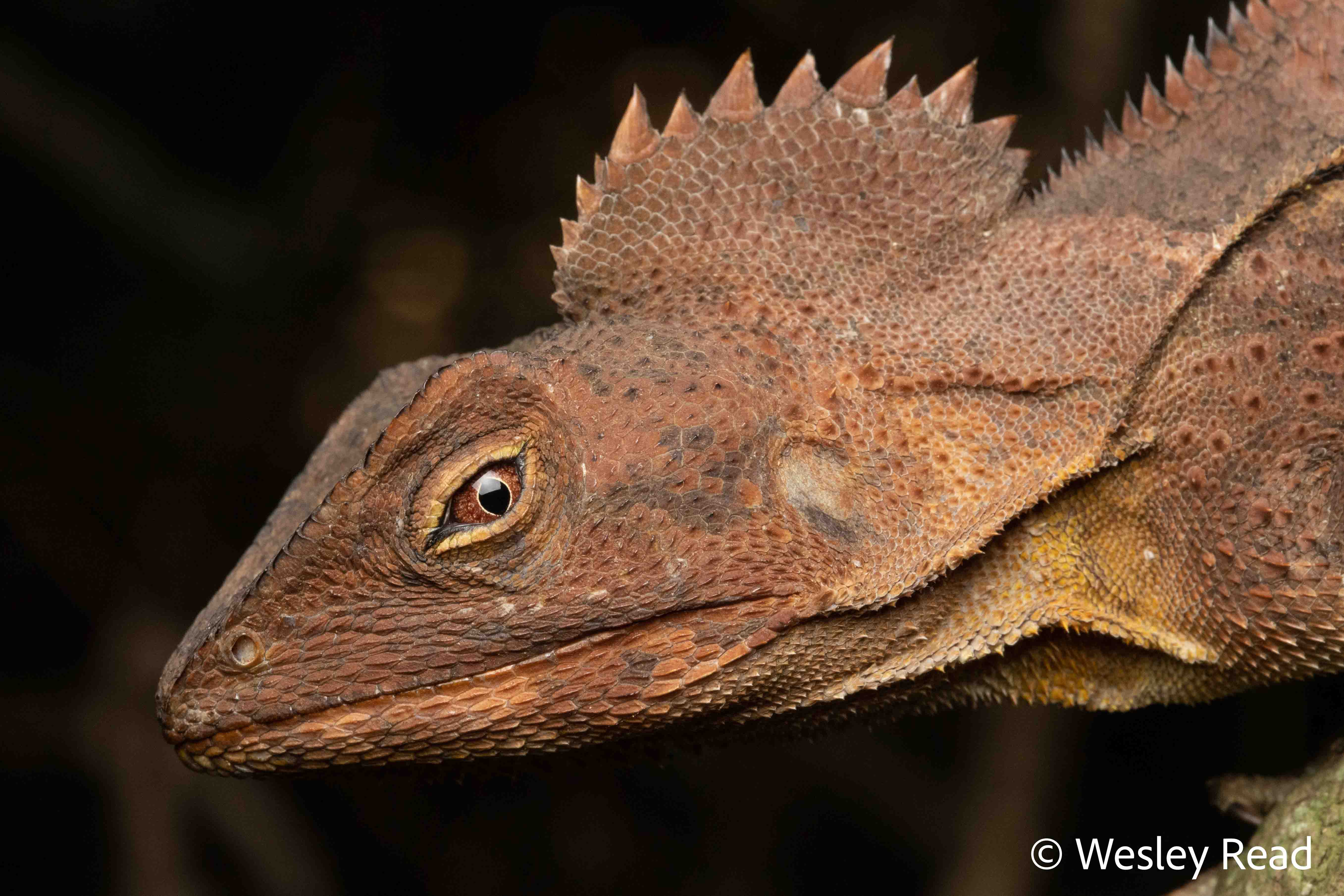Lophosaurus spinipes