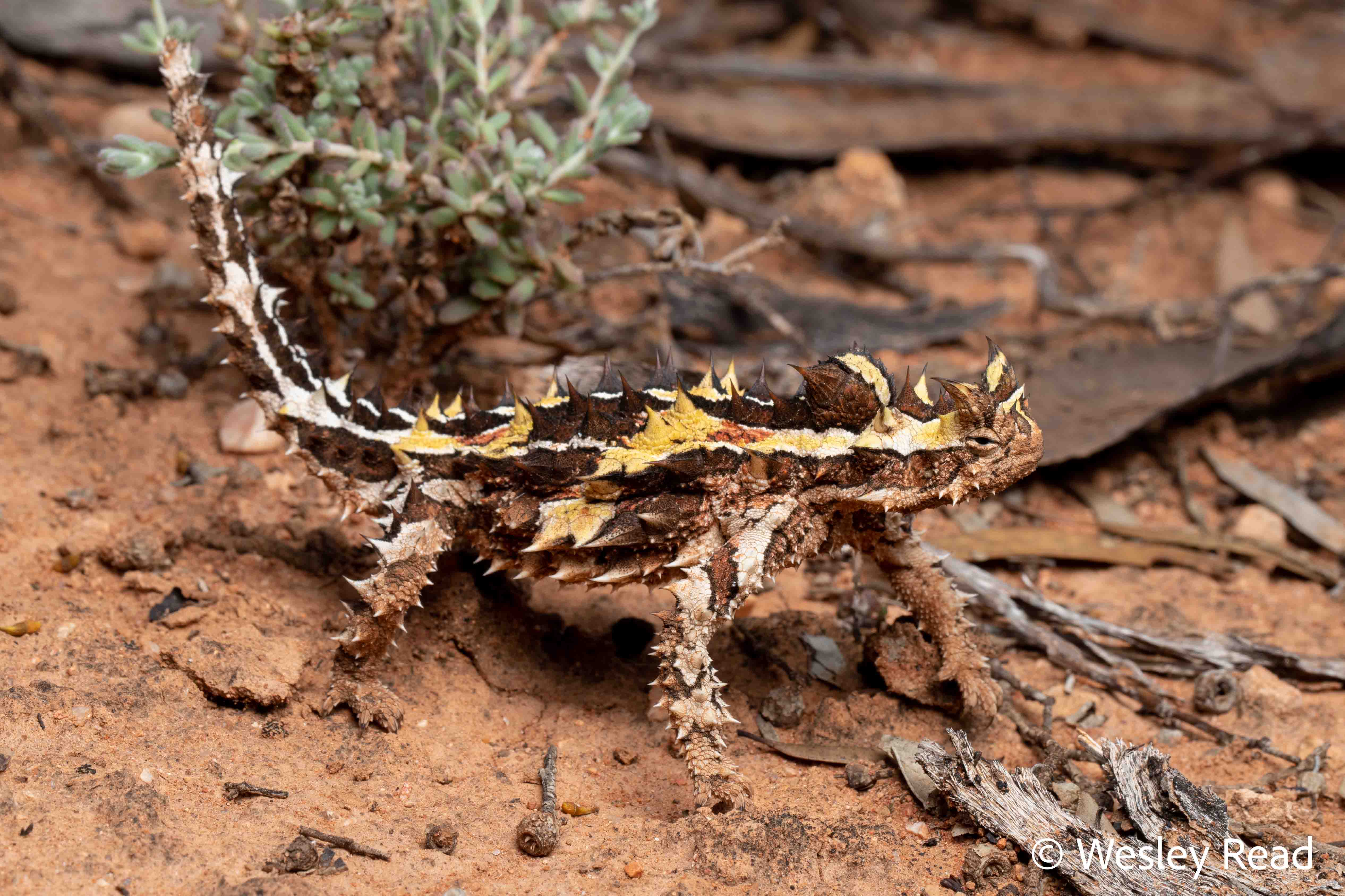 Moloch horridus