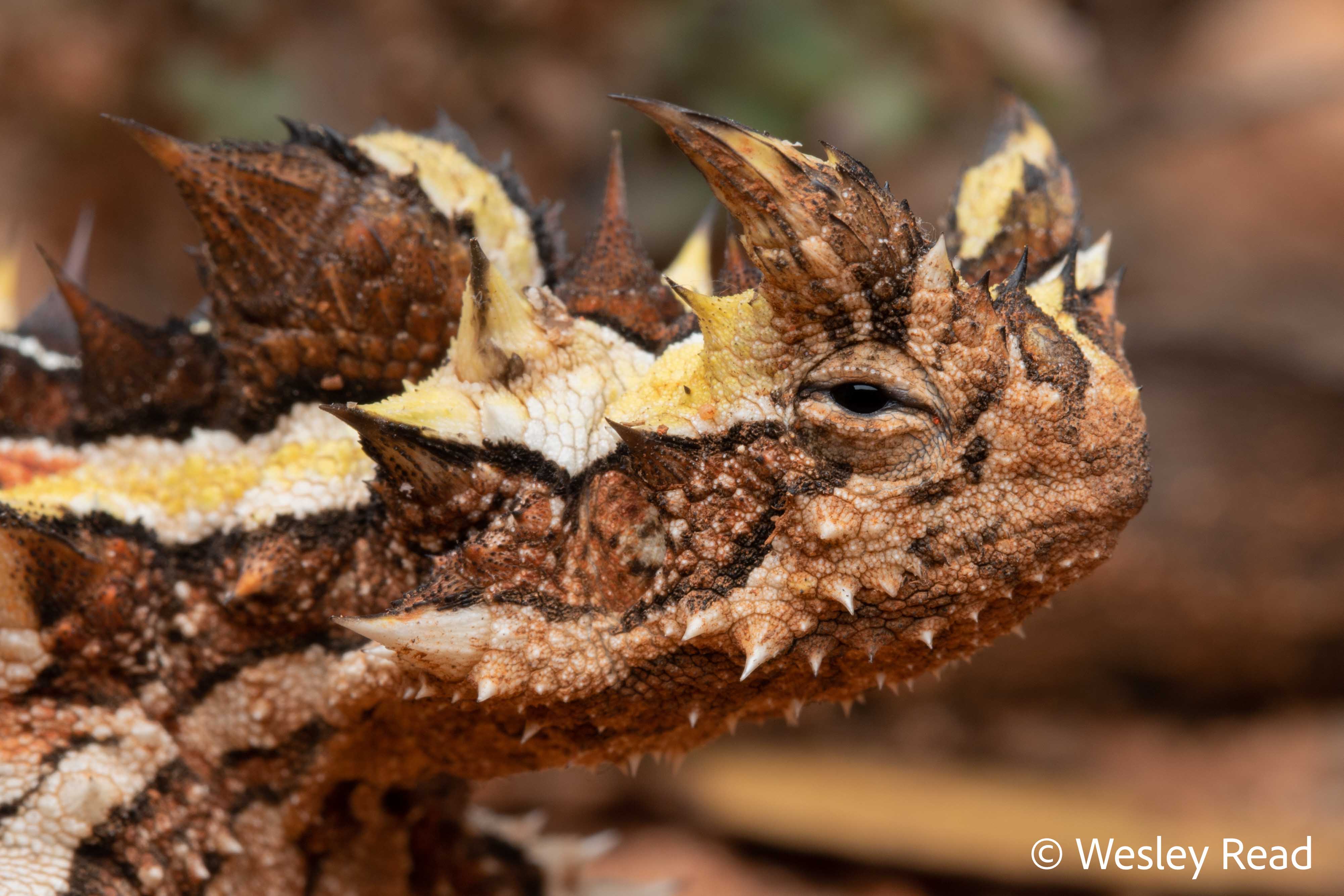 Moloch horridus