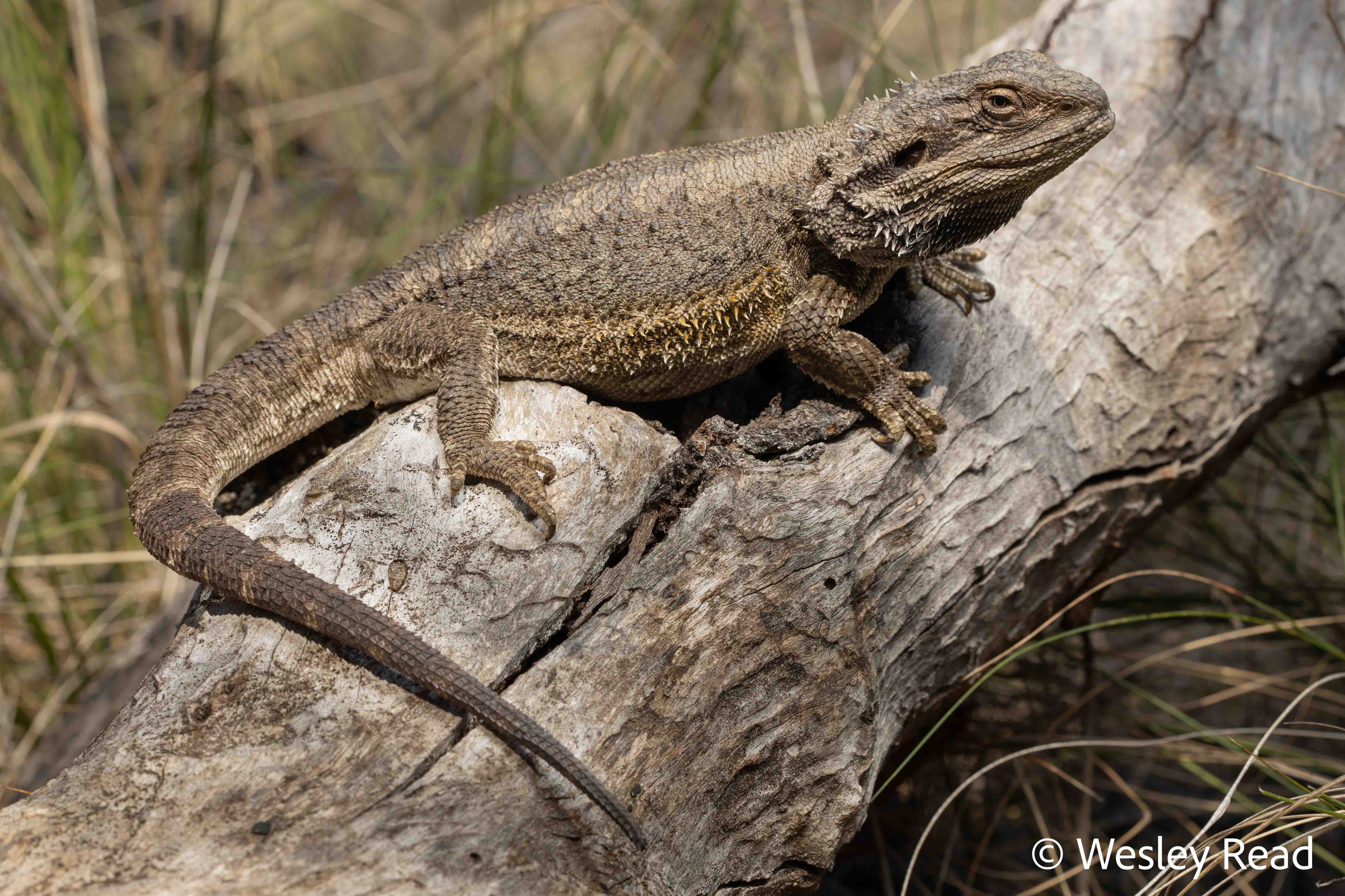 Pogona barbata