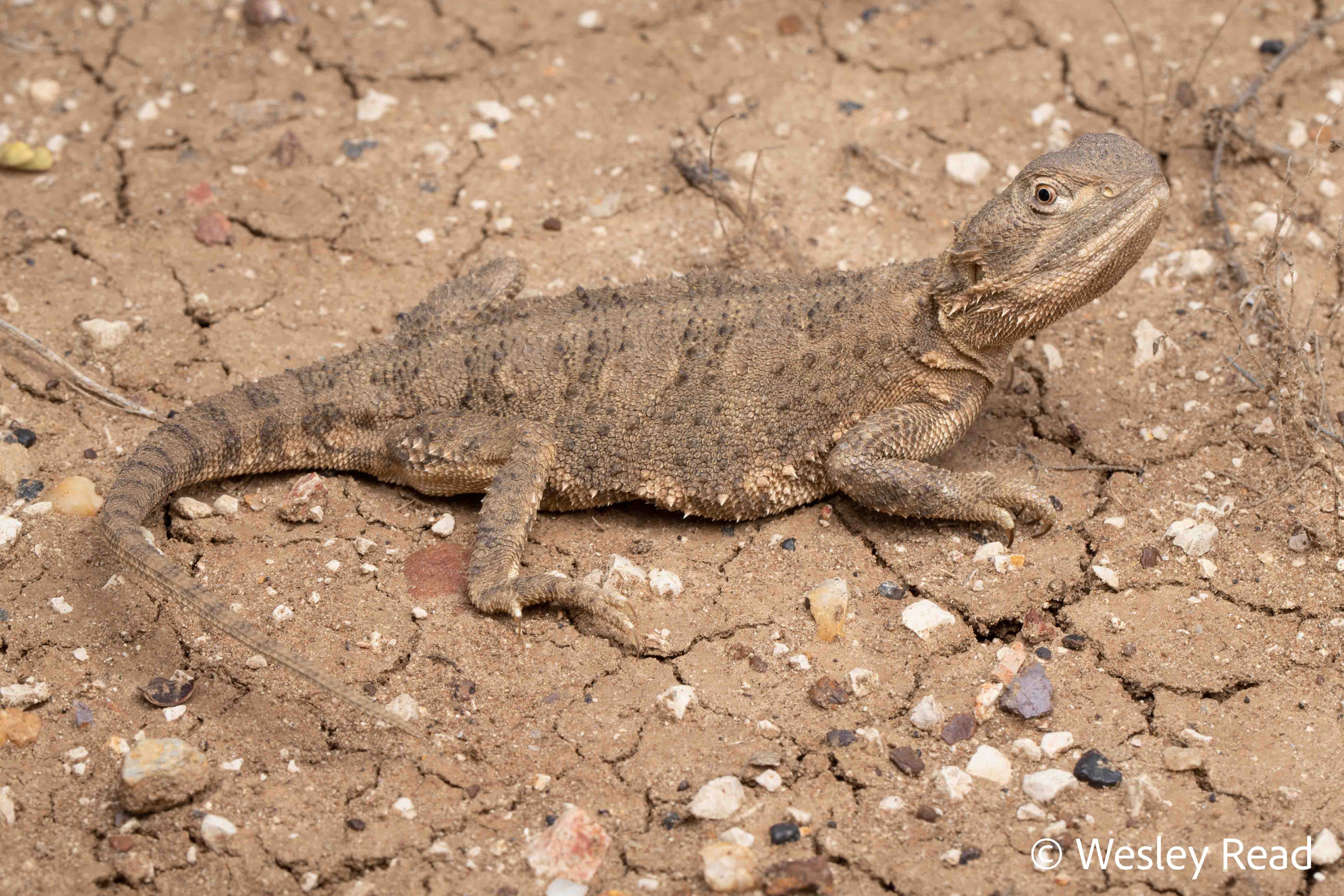 Pogona henrylawsoni