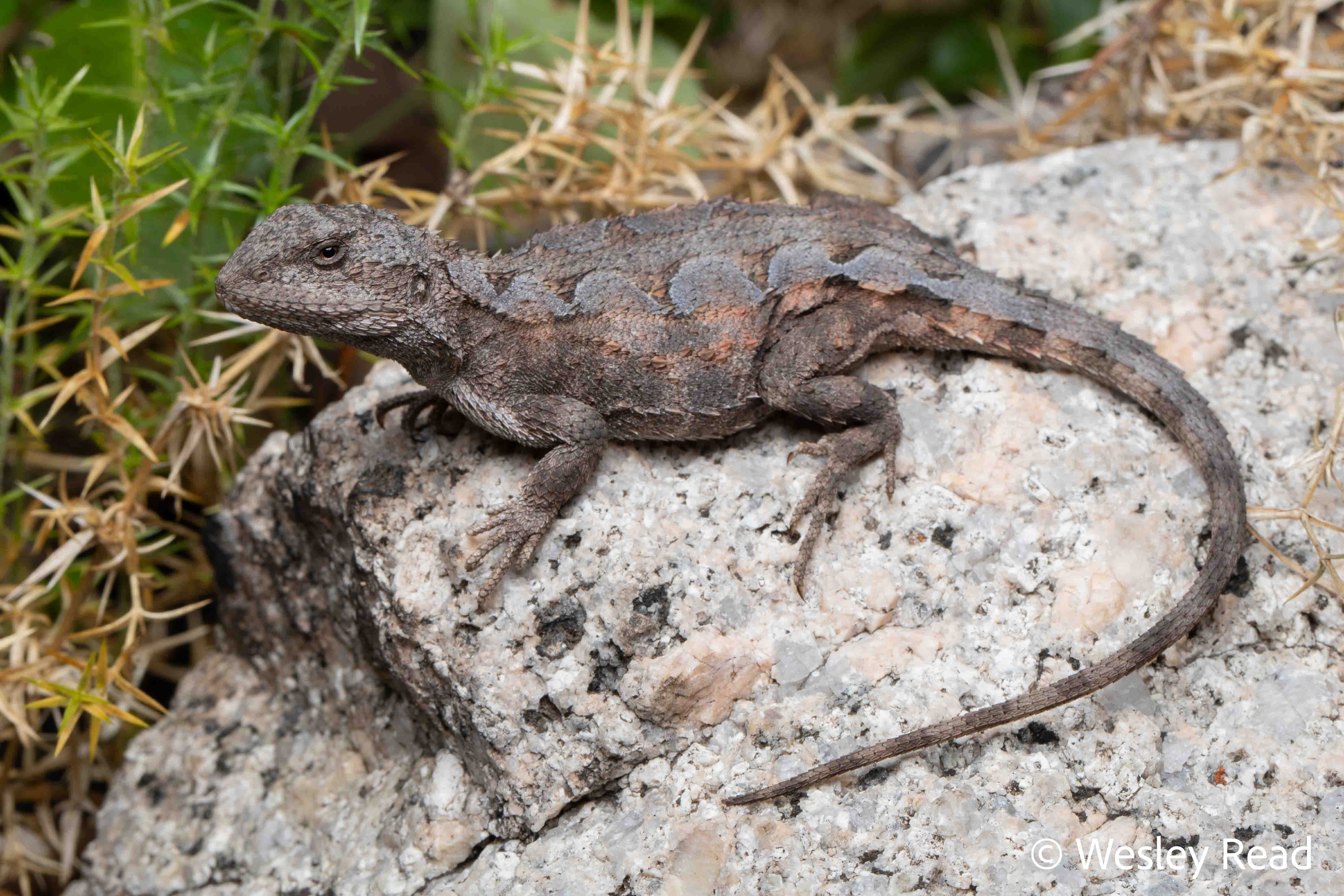 Rankinia diemensis