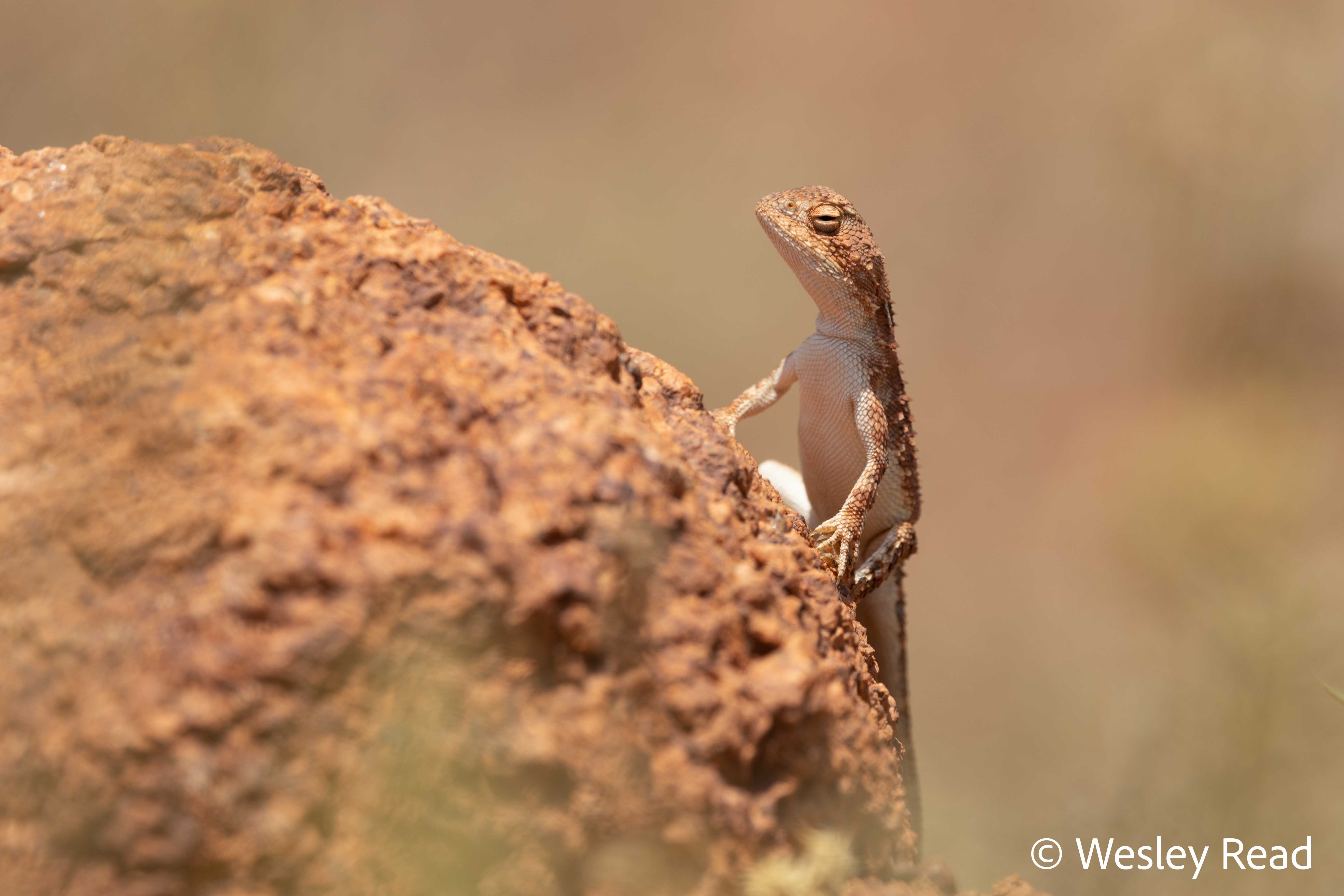Tympanocryptis centralis