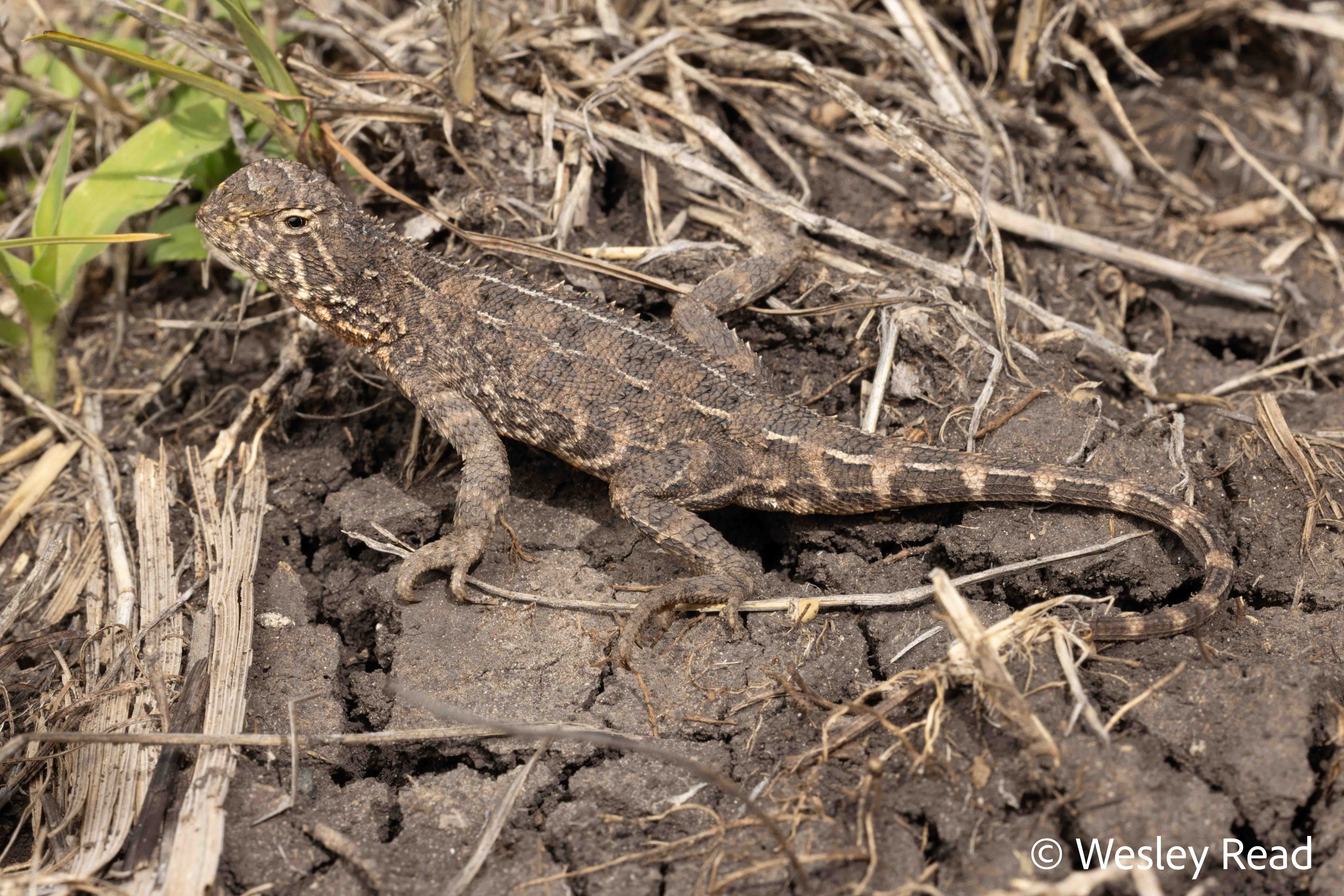 Tympanocryptis condaminensis