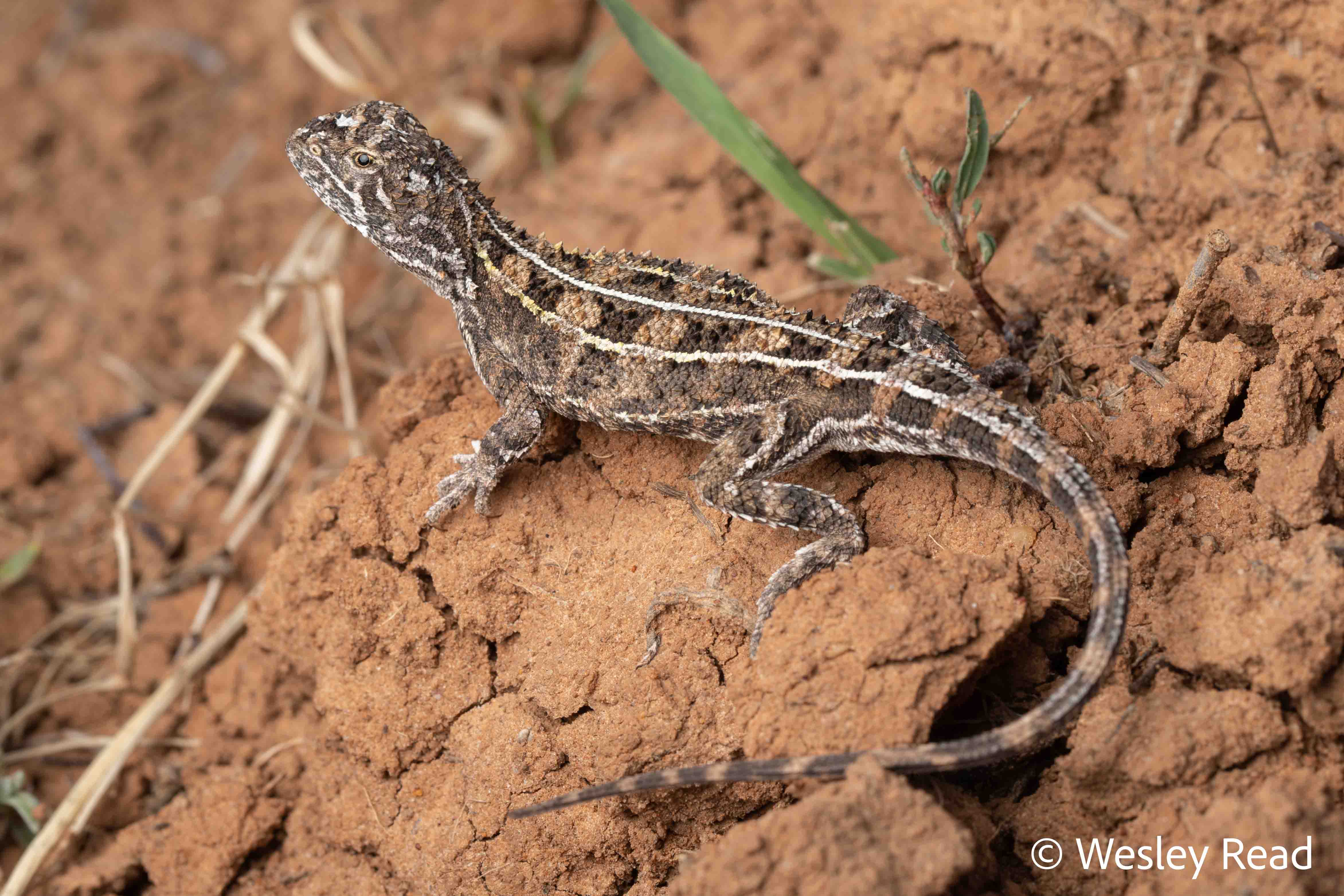 Tympanocryptis darlingensis