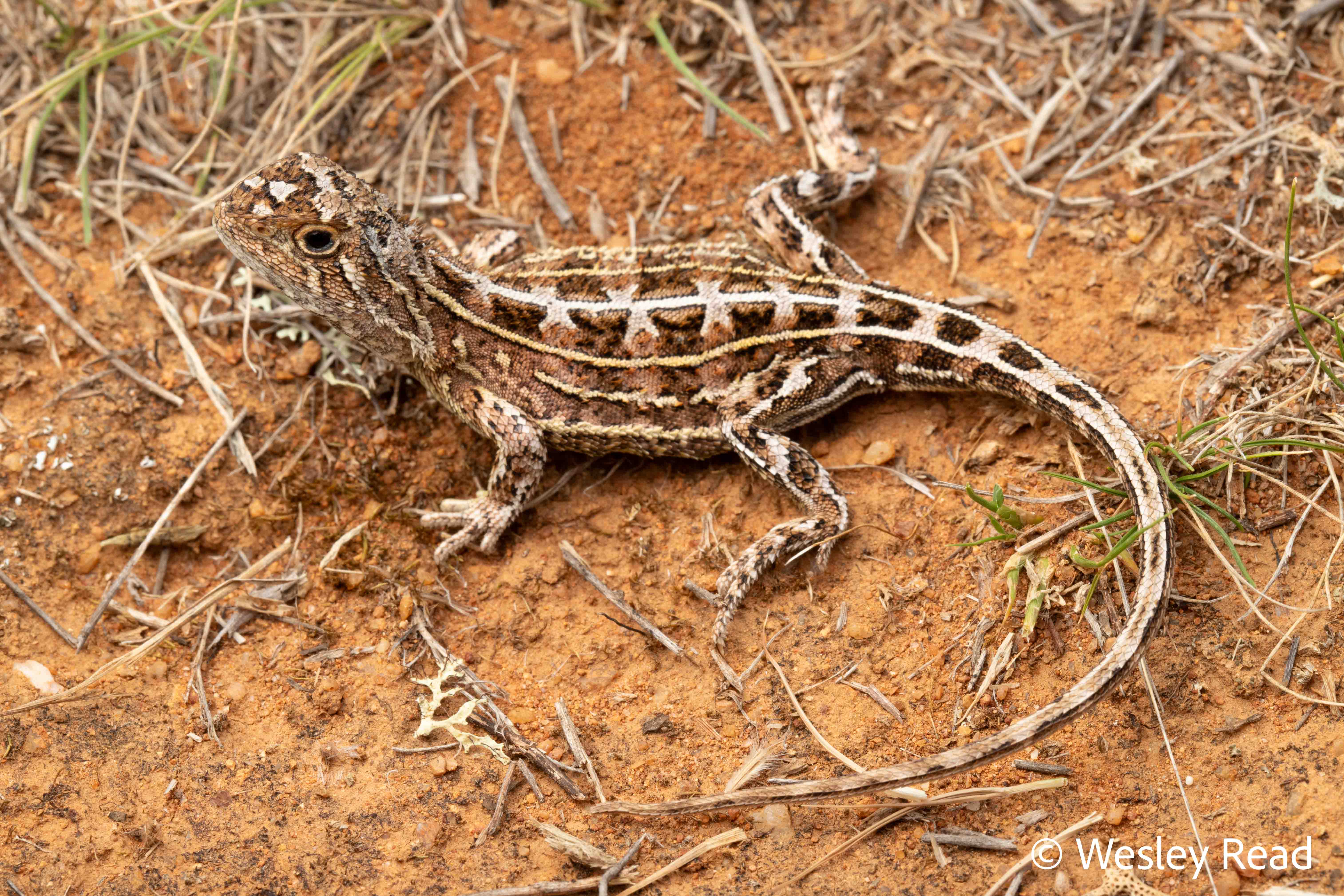 Tympanocryptis lineata