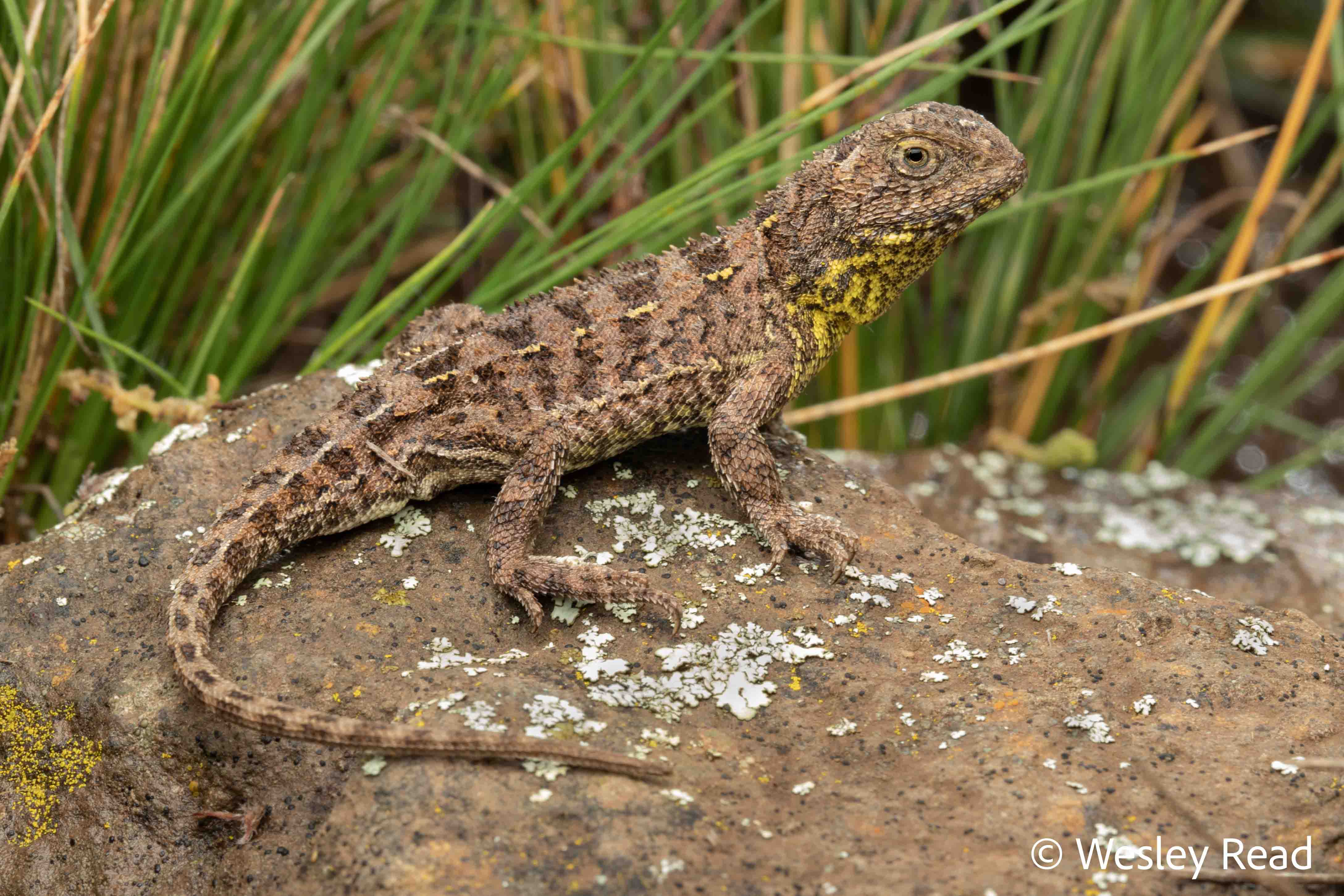 Tympanocryptis osbornei