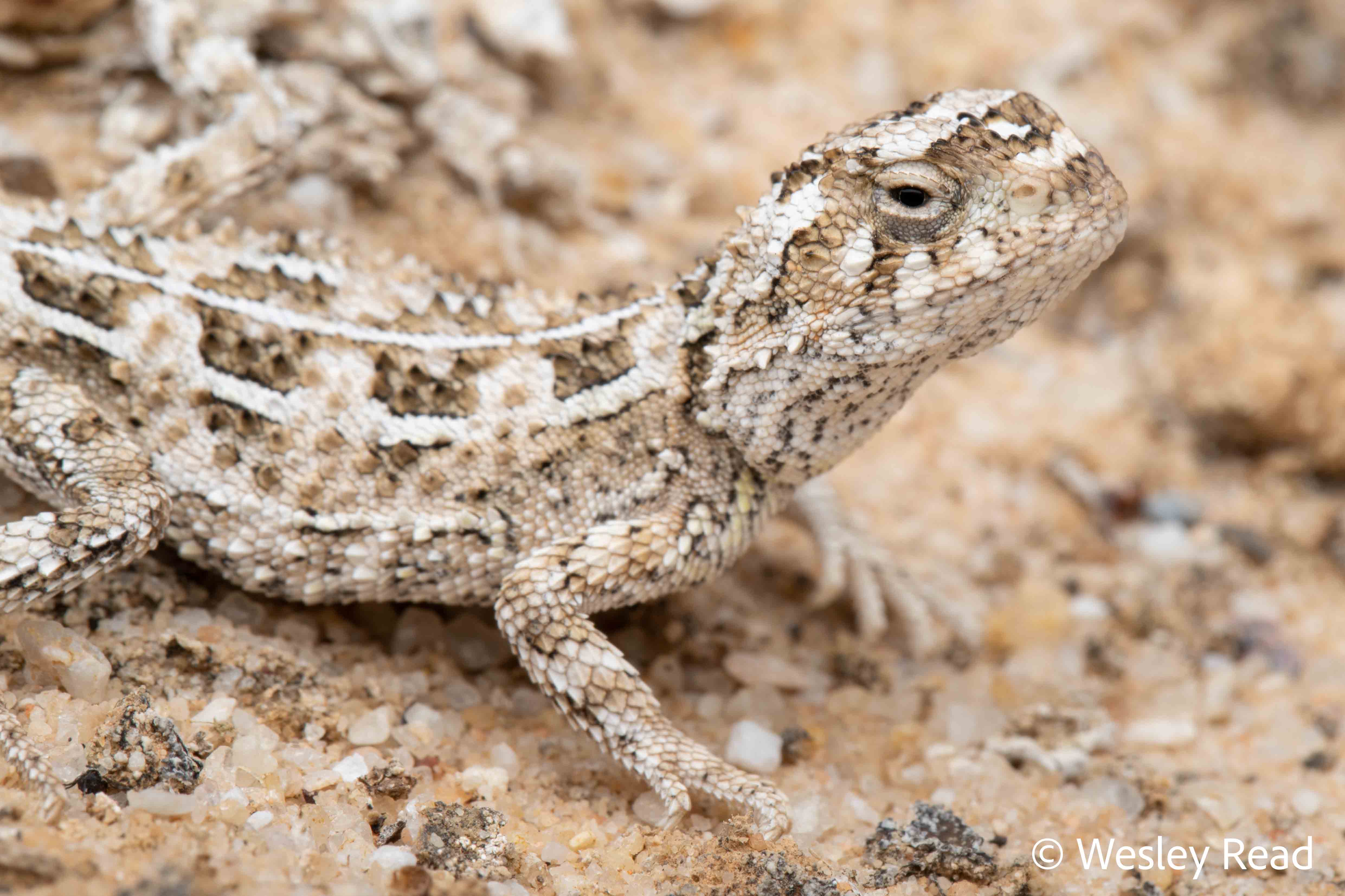 Tympanocryptis petersi