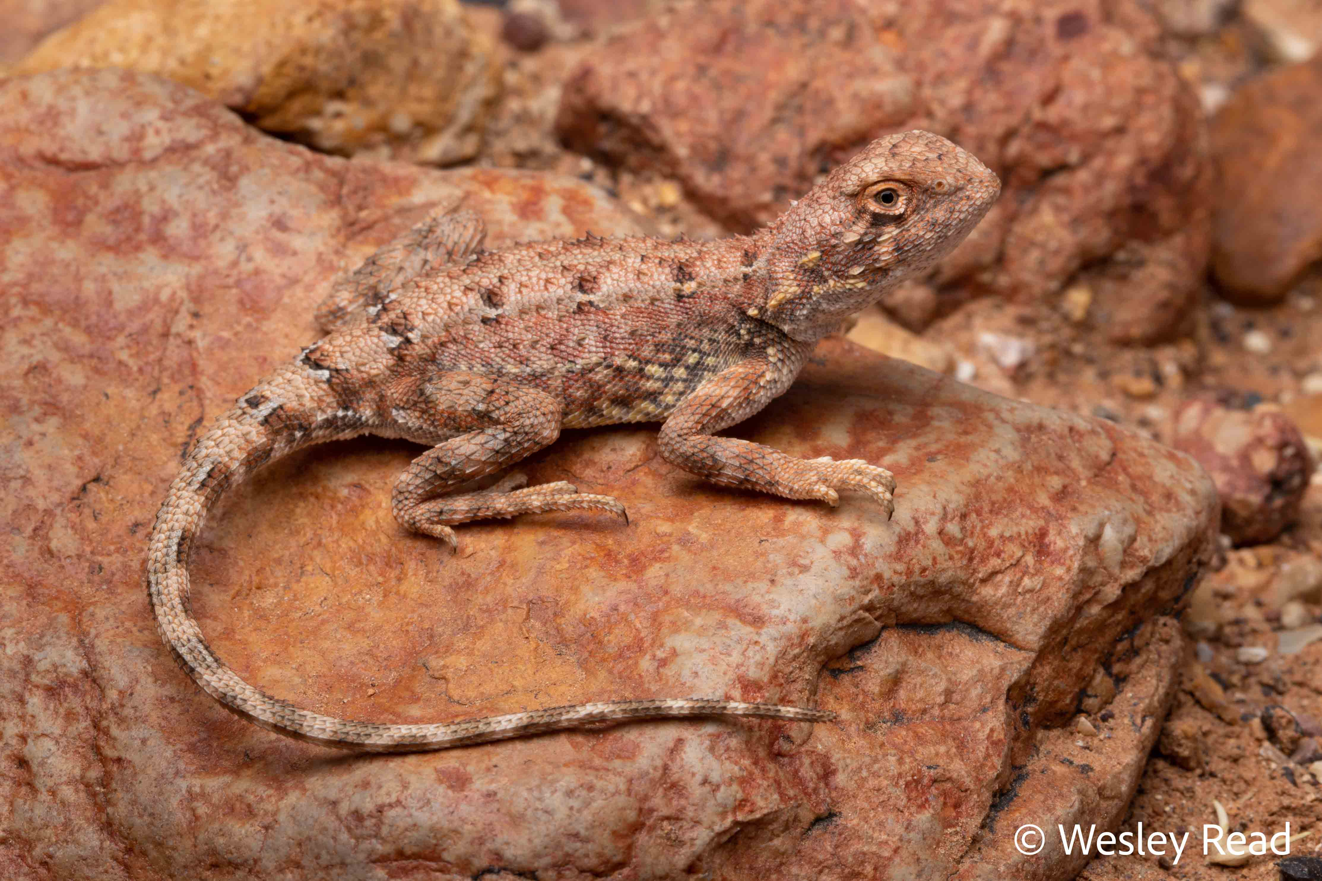 Tympanocryptis tetraporaphora