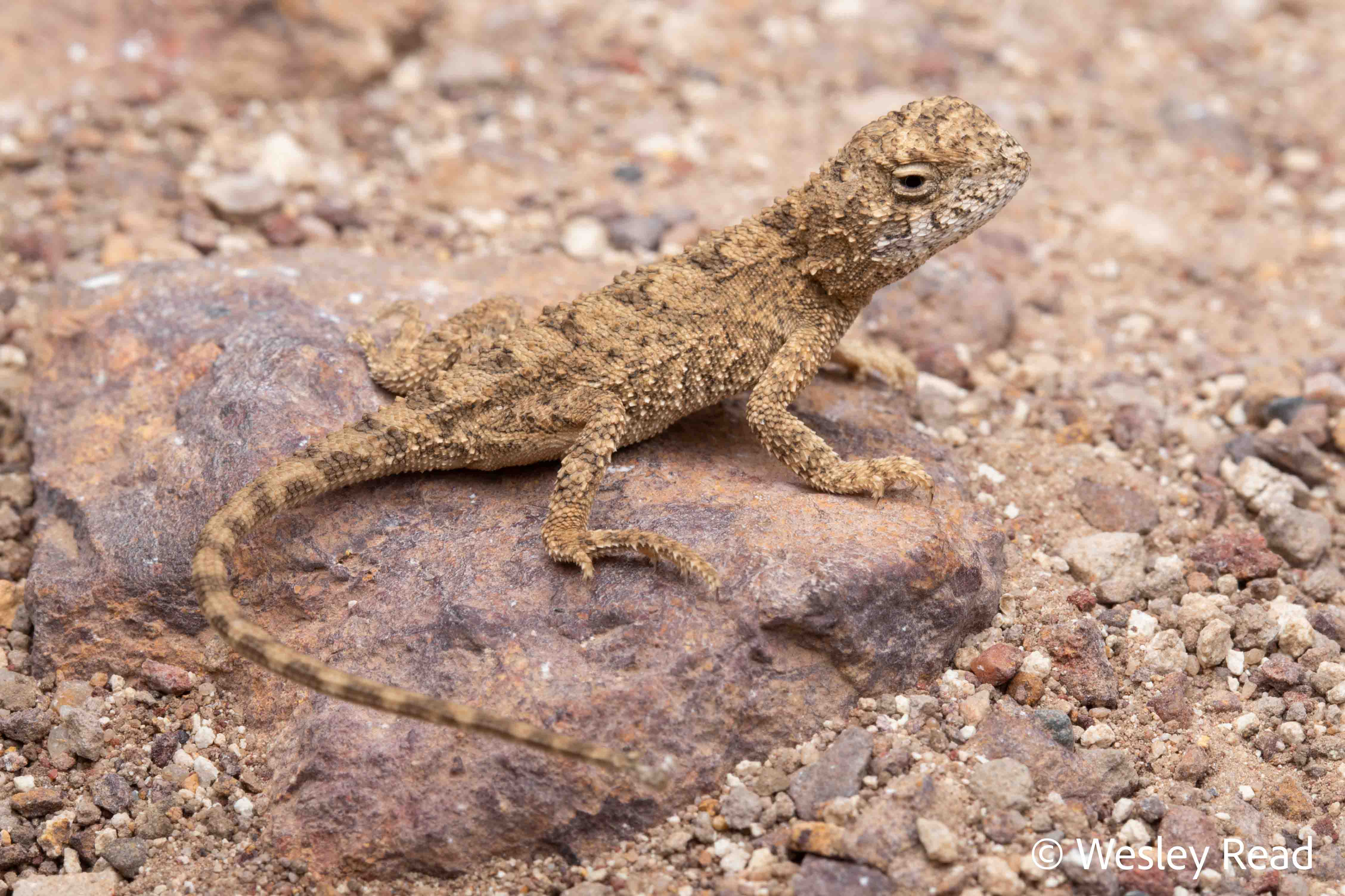 Tympanocryptis wilsoni