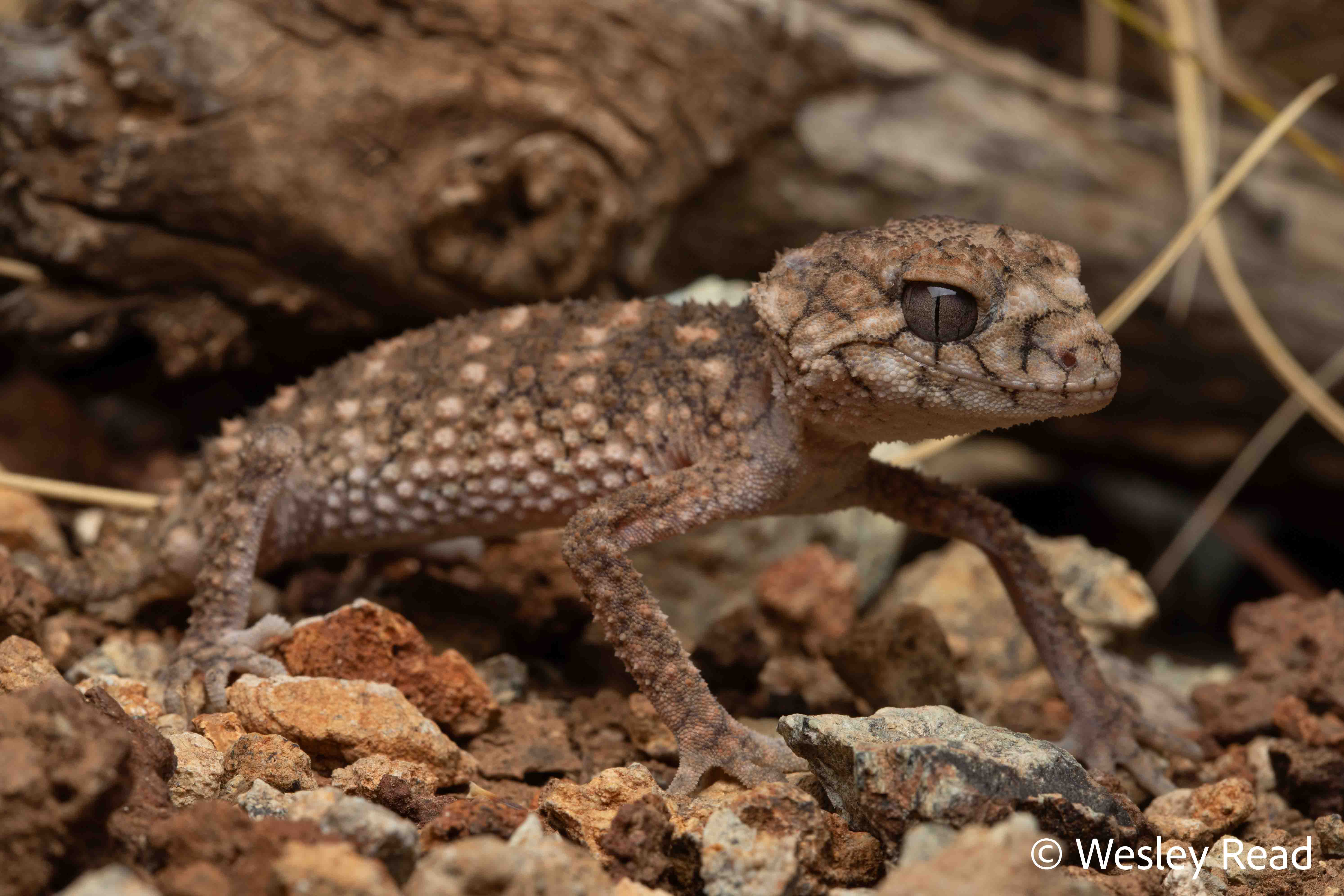 Nephrurus asper
