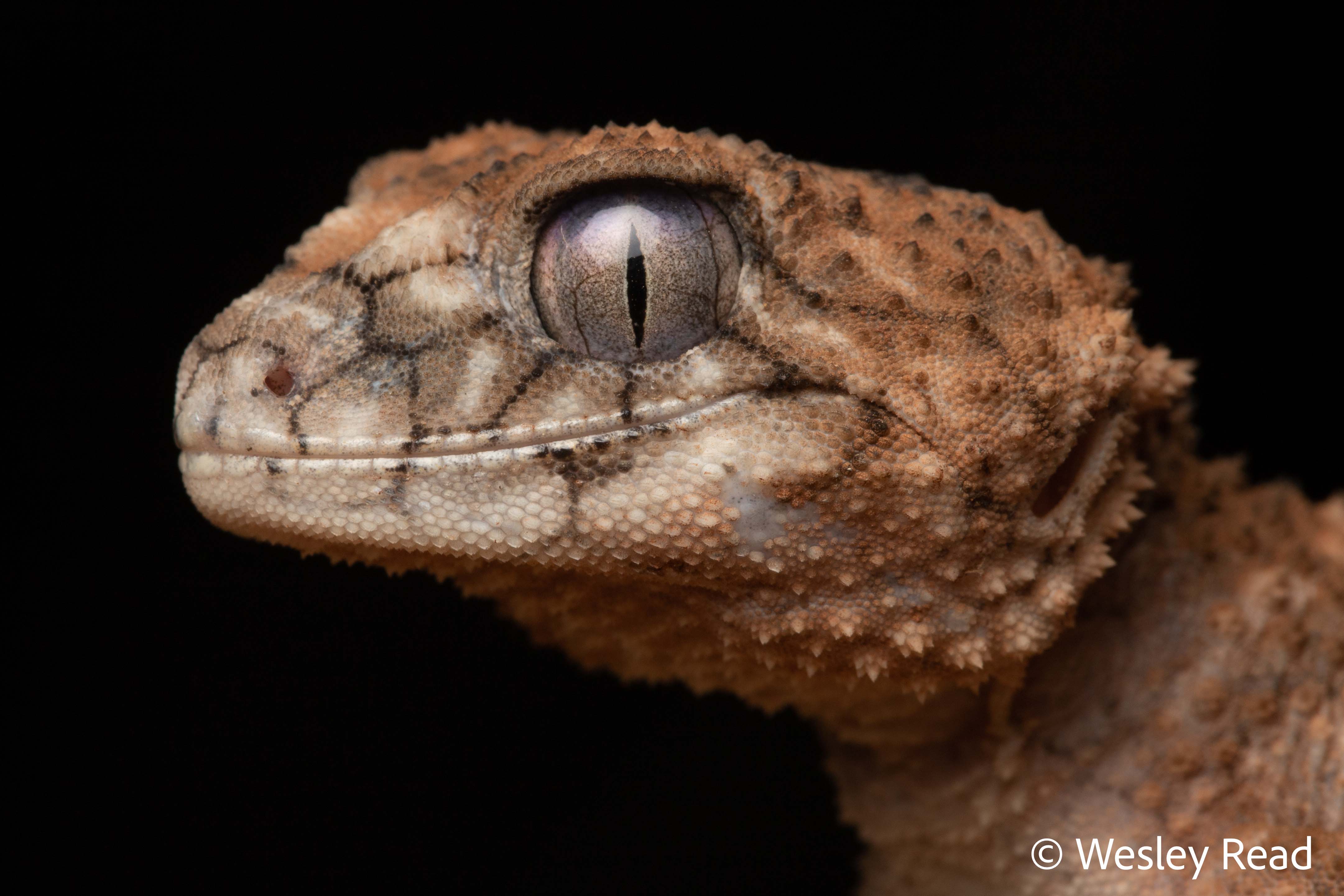 Nephrurus asper