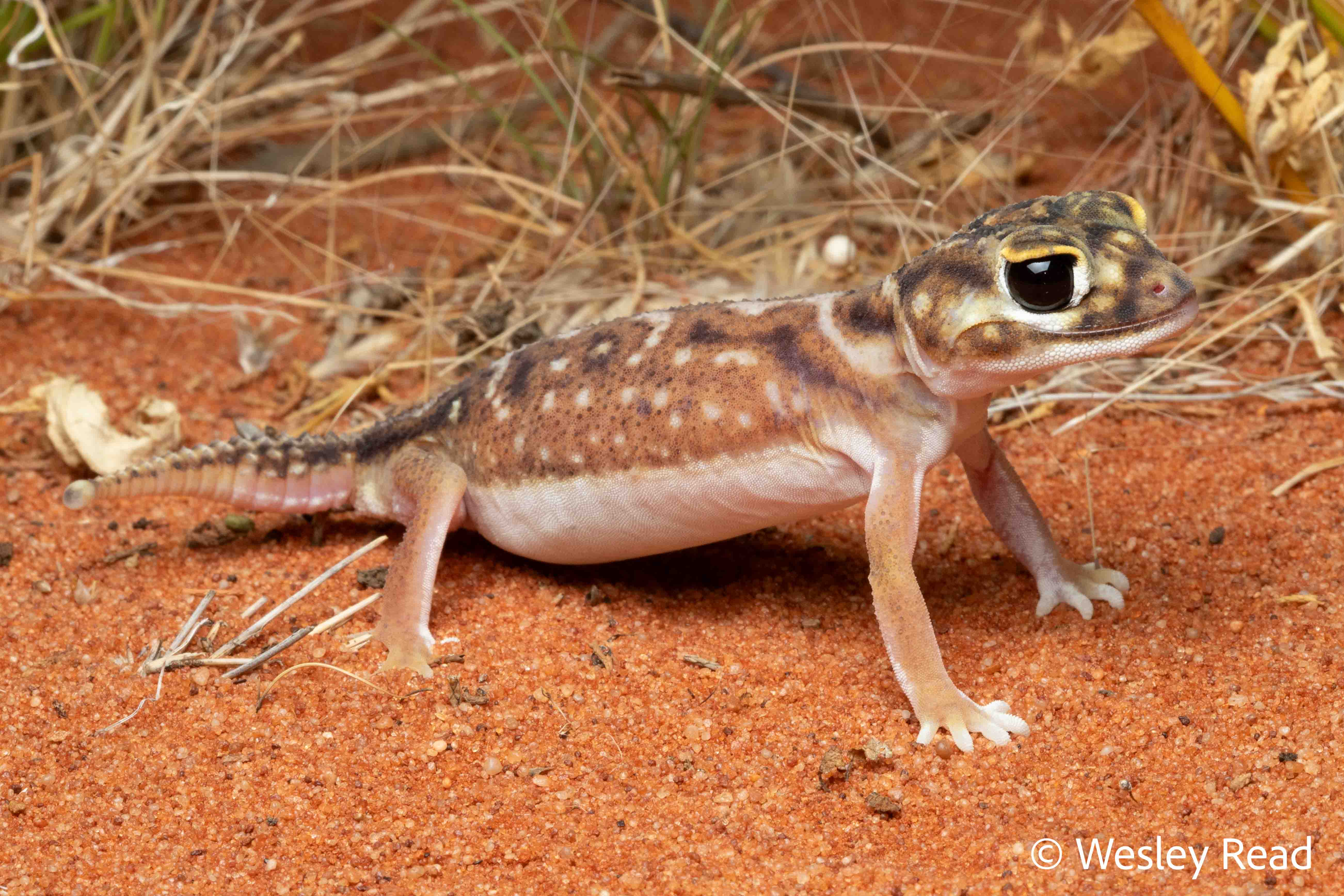 Nephrurus deleani