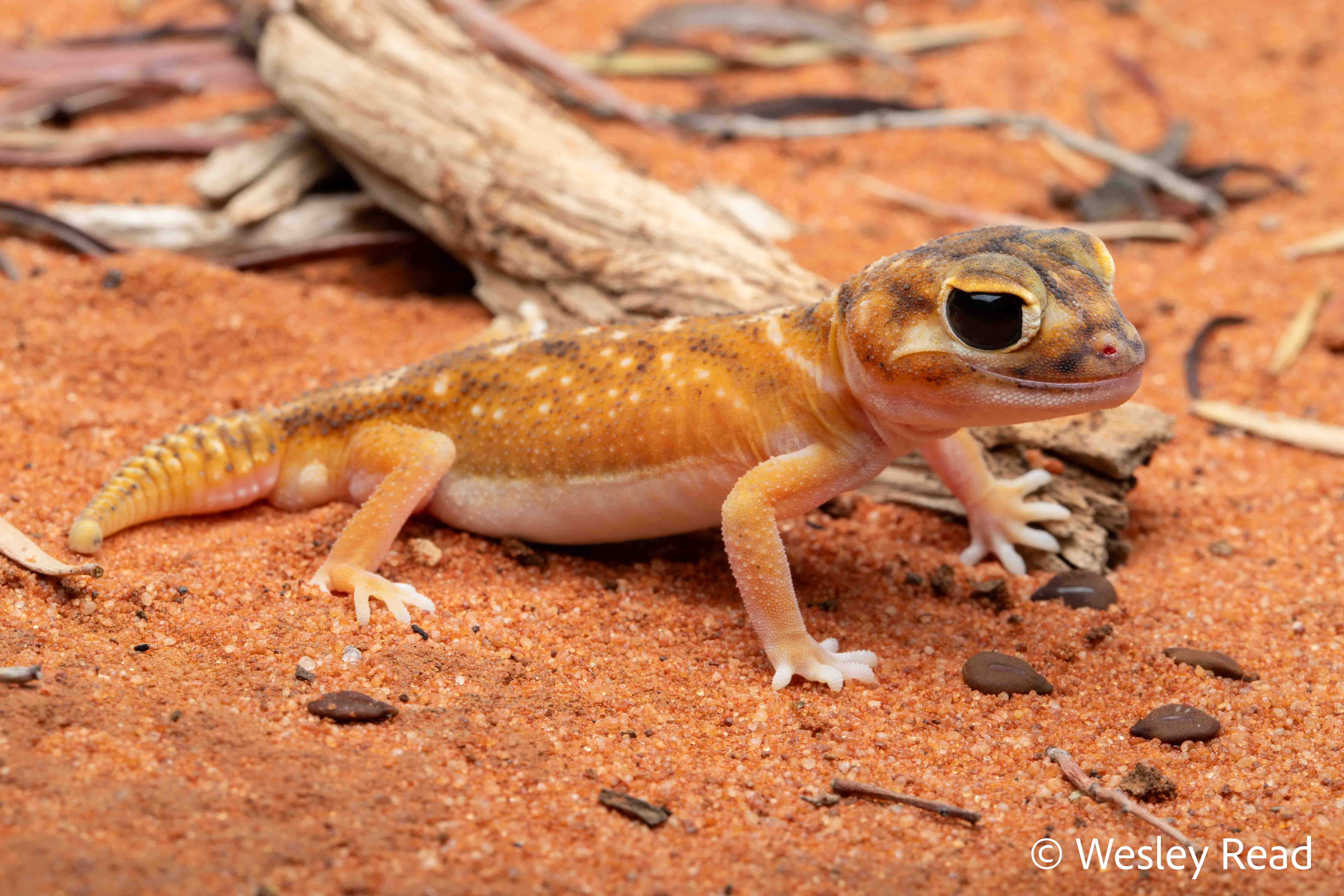 Nephrurus deleani