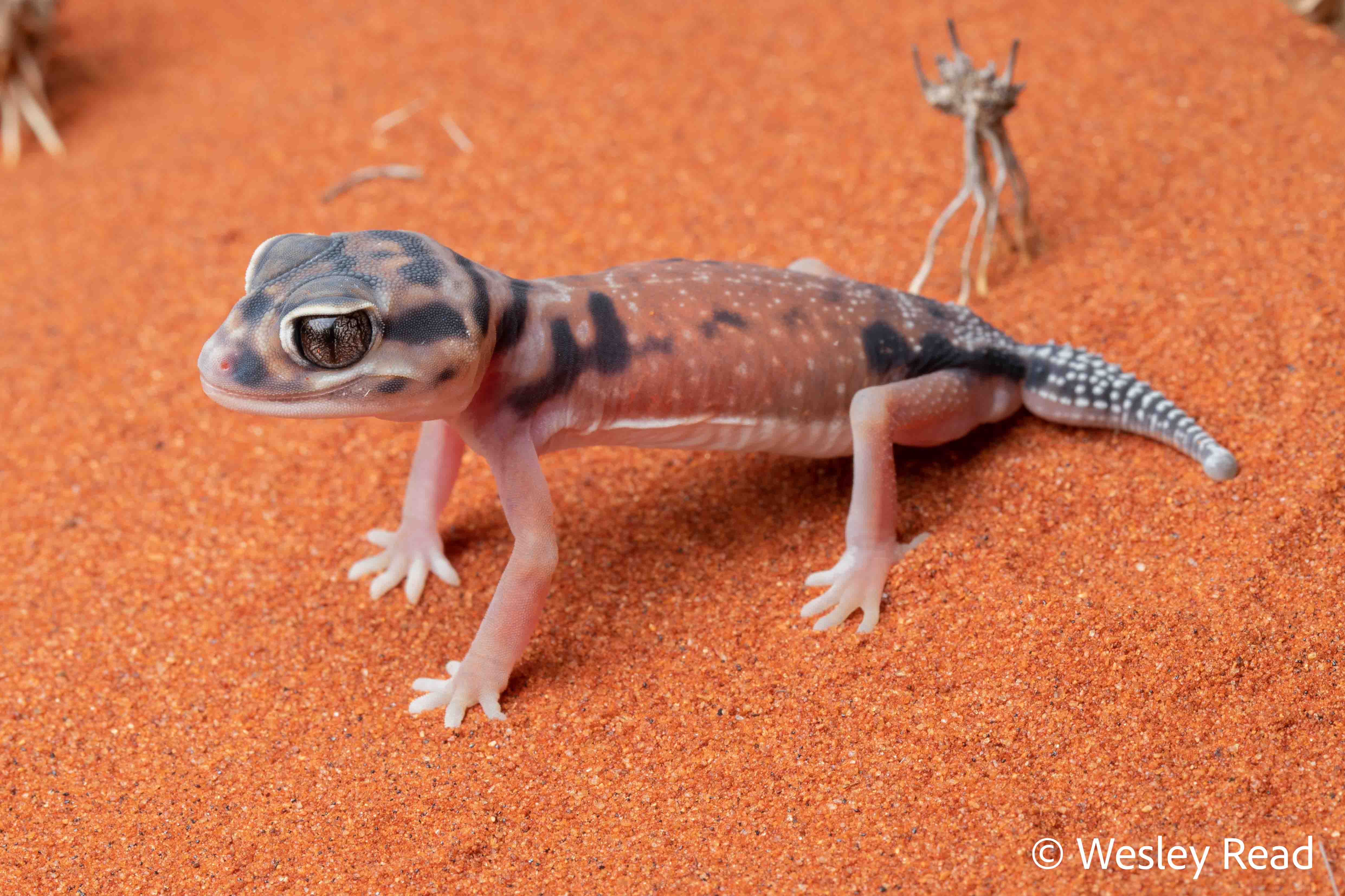 Nephrurus laevissimus