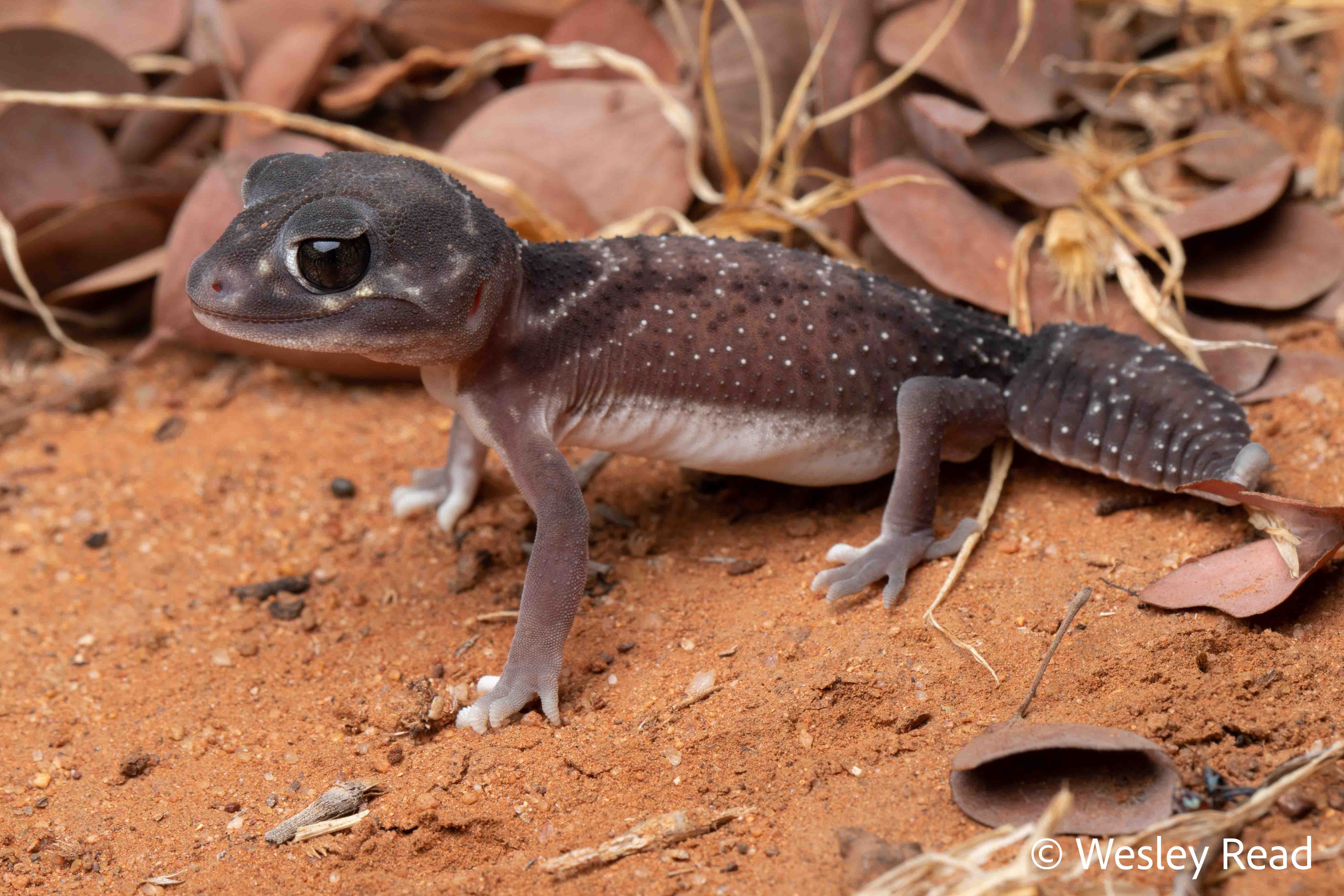 Nephrurus levis