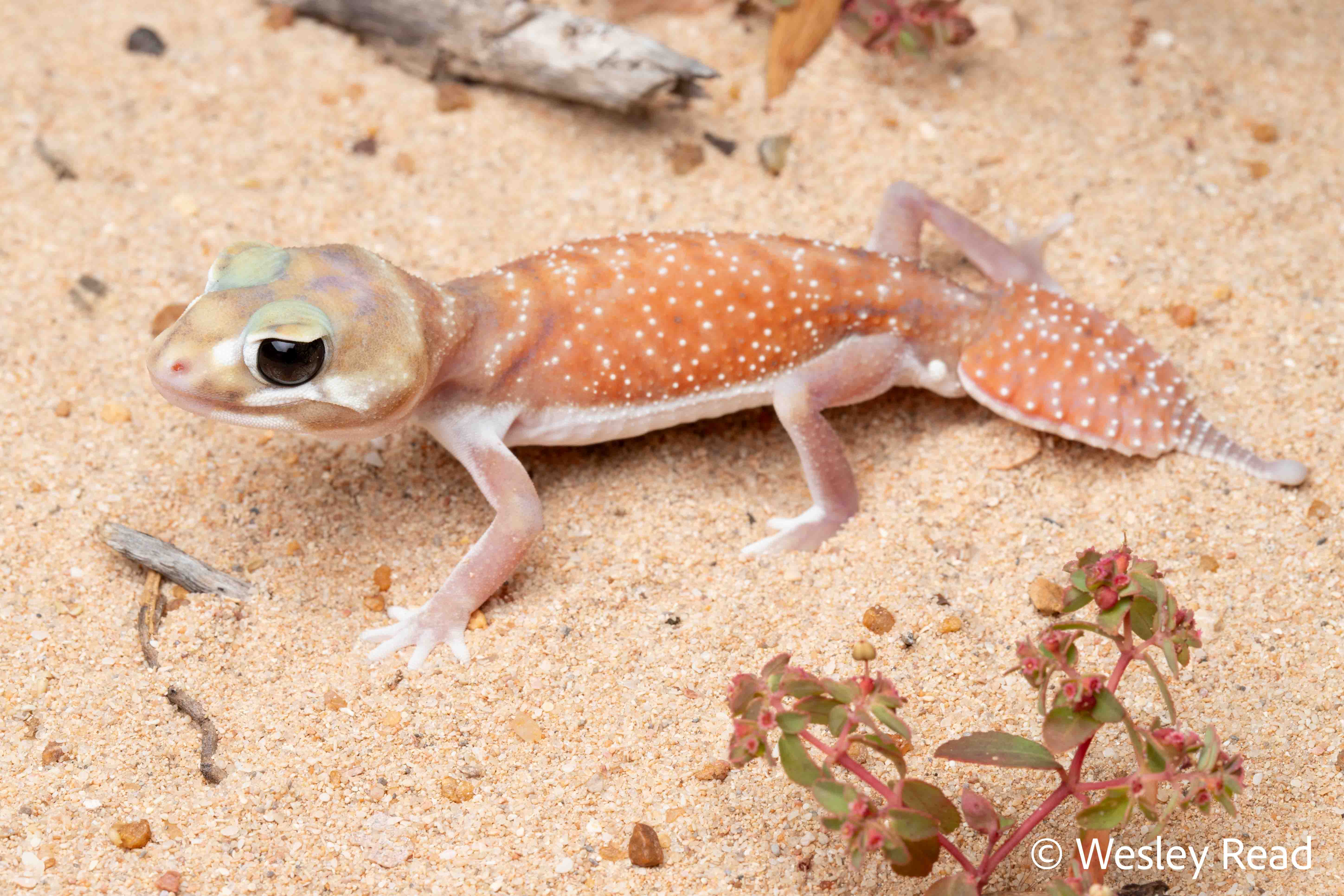 Nephrurus levis
