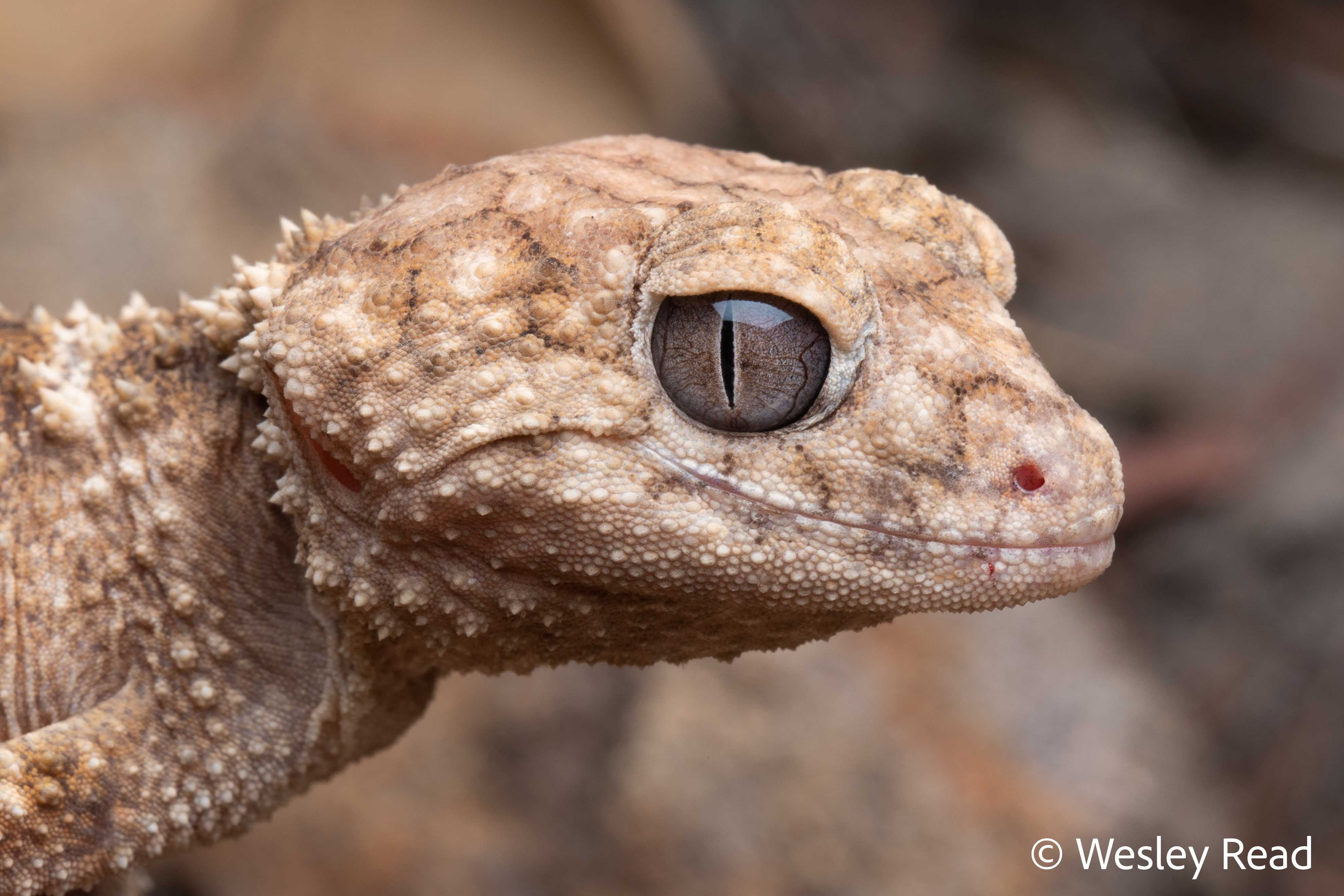 Nephrurus sheai