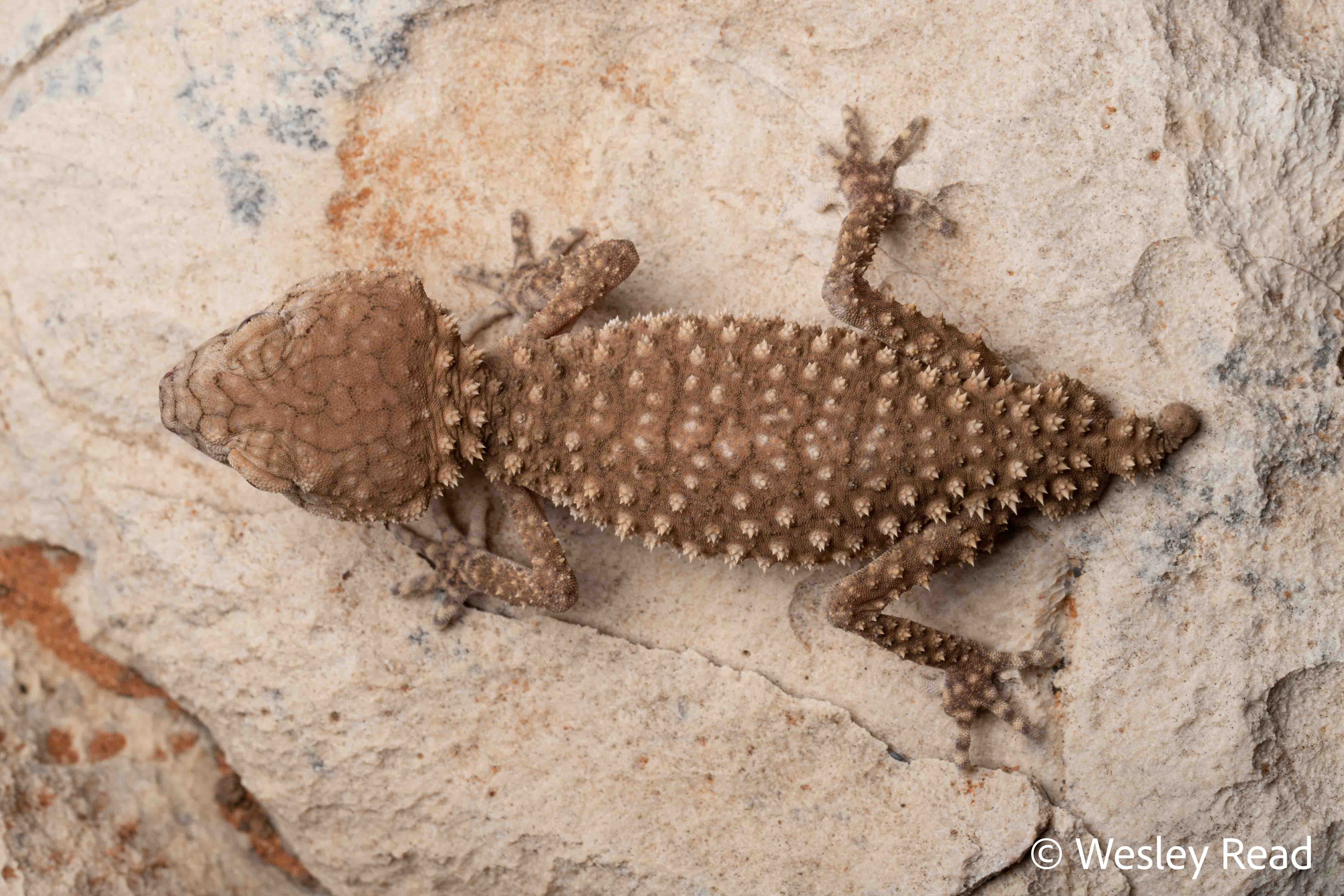 Nephrurus sheai