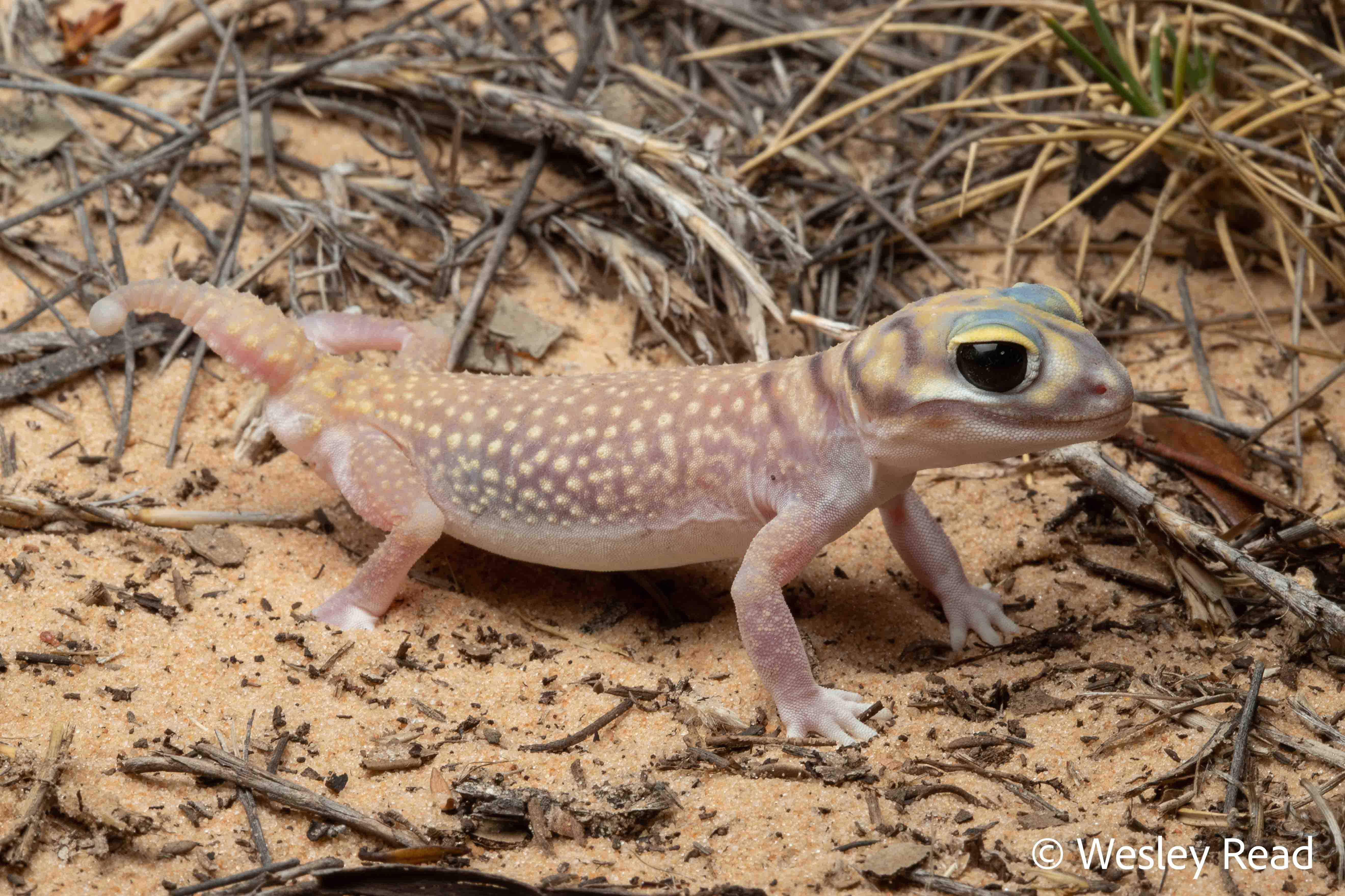 Nephrurus stellatus