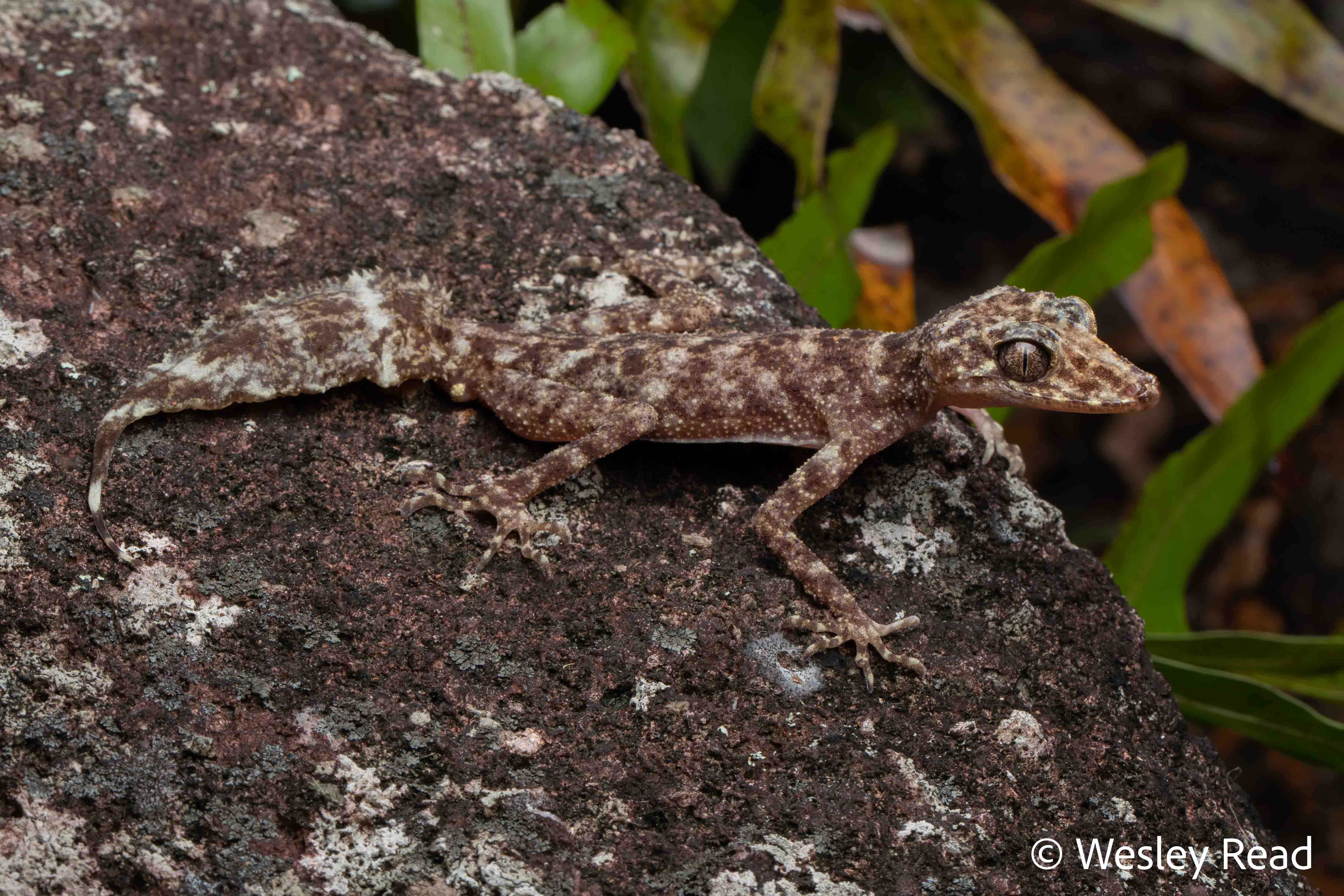 Phyllurus amnicola