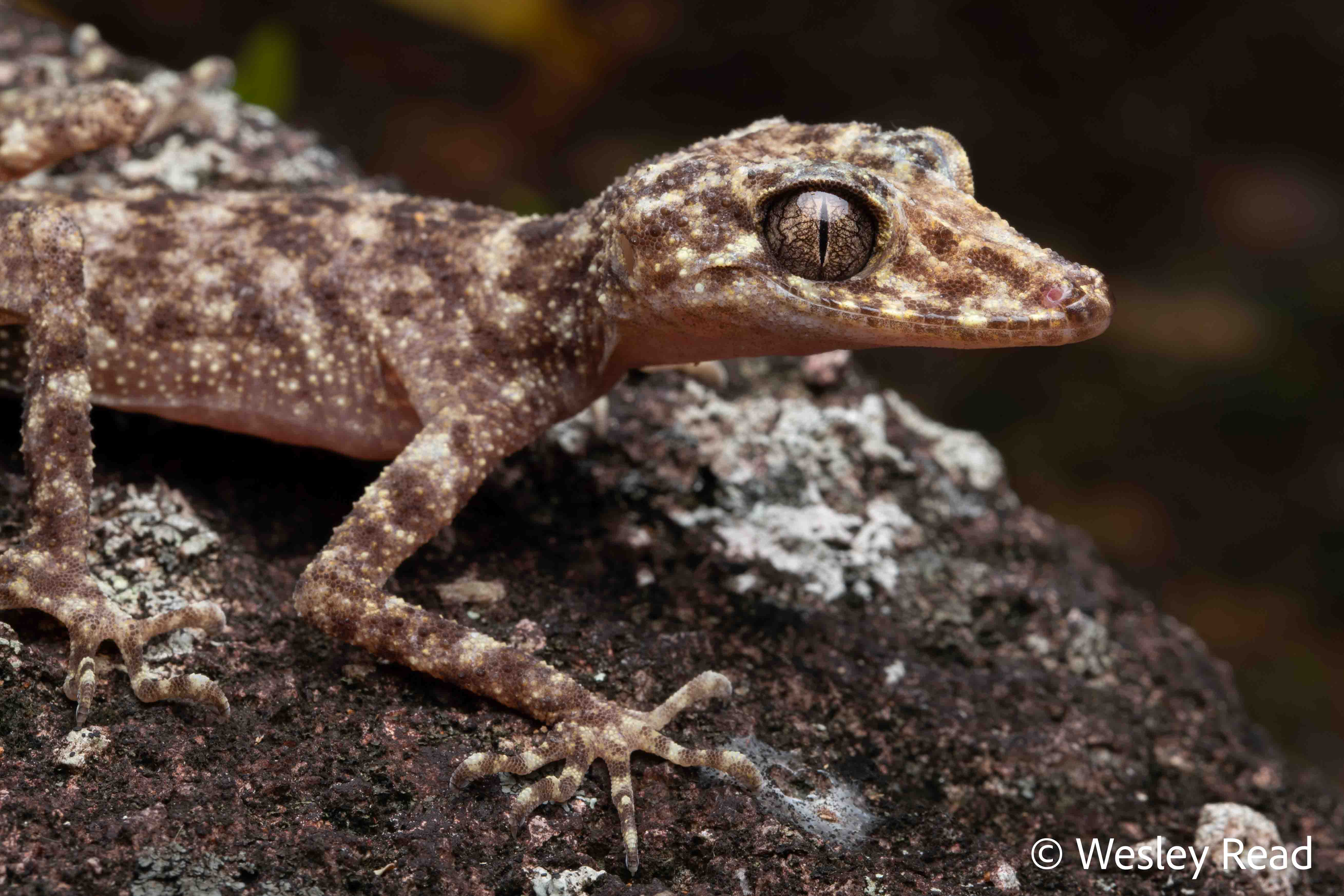 Phyllurus amnicola