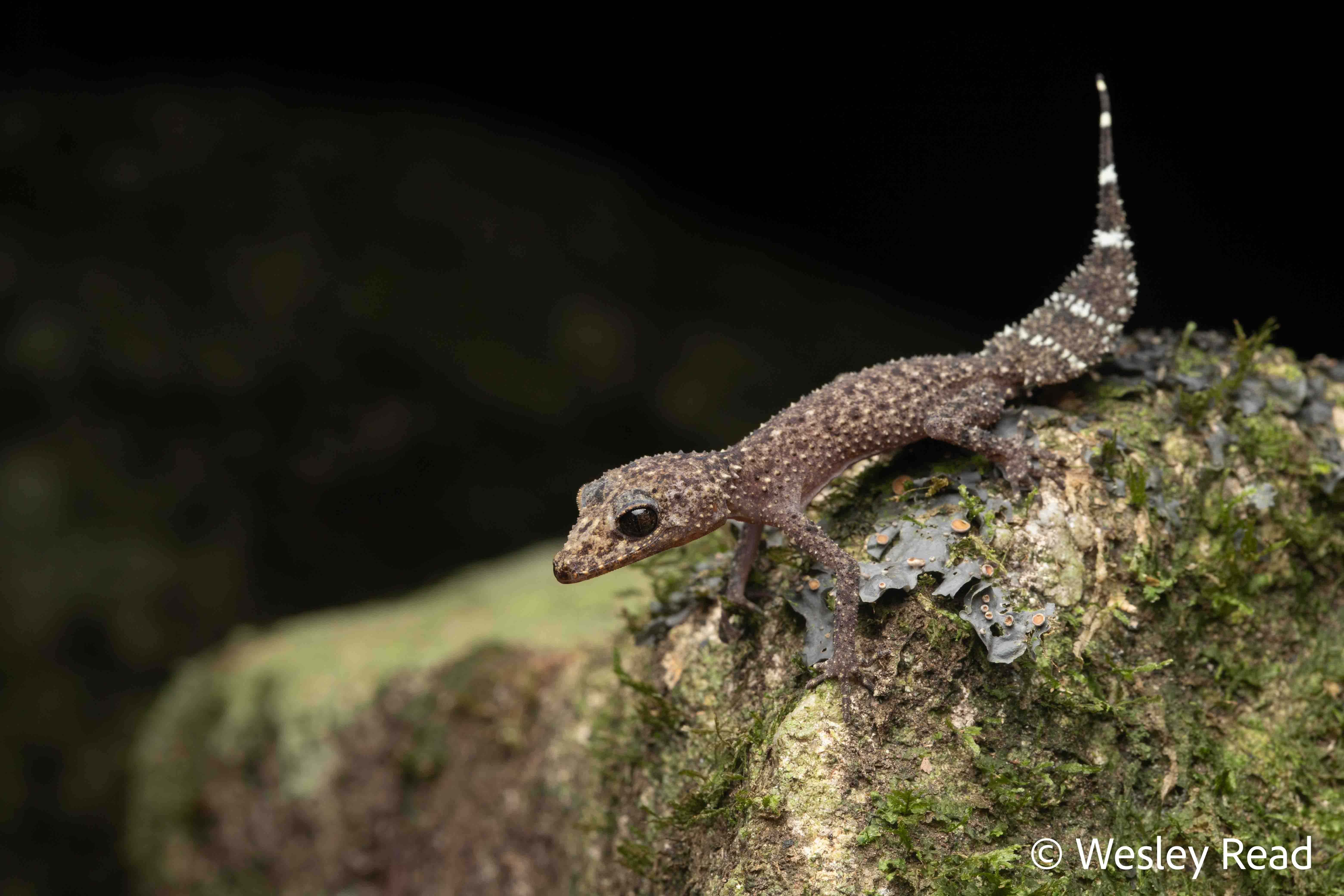 Phyllurus championae