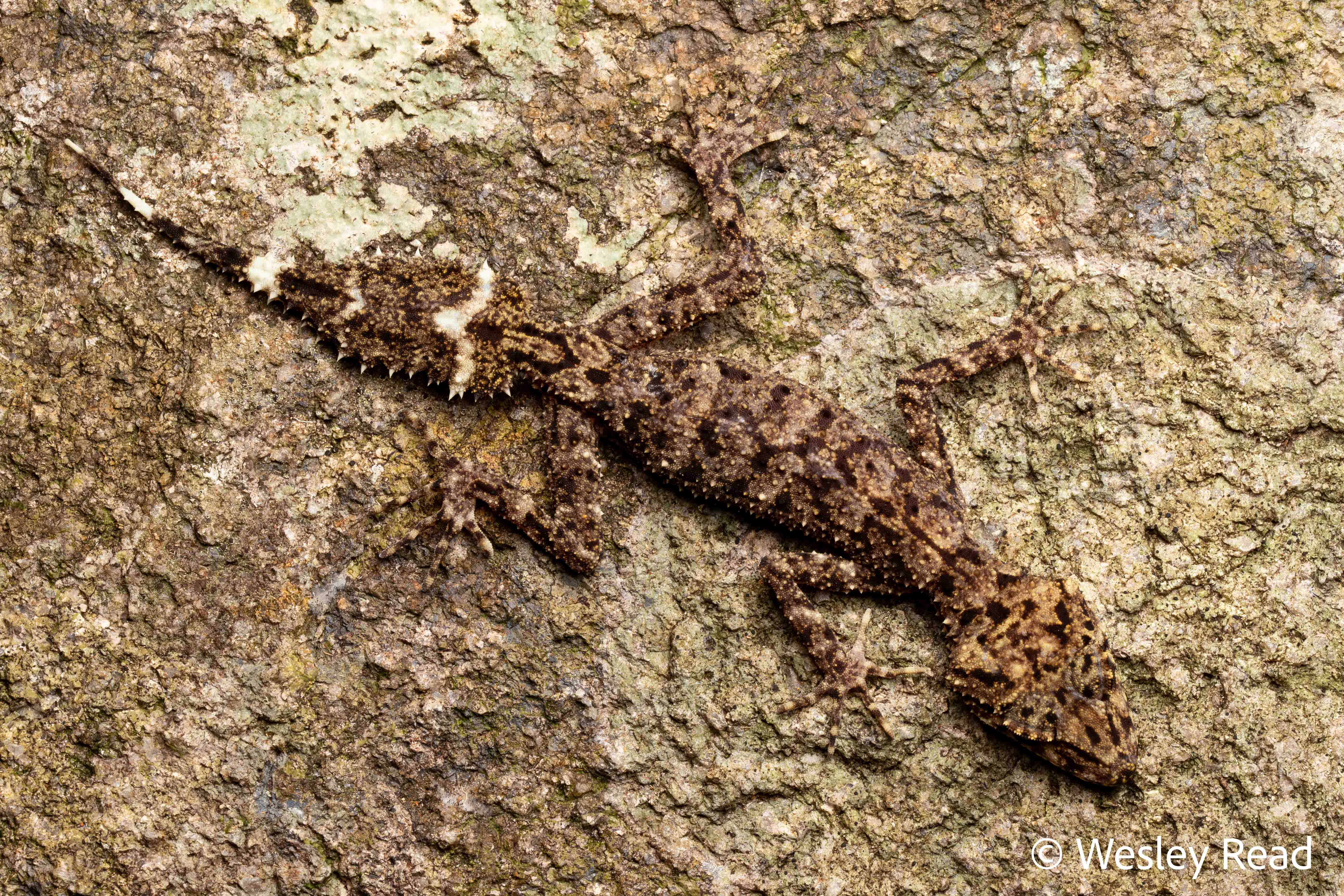 Phyllurus fimbriatus