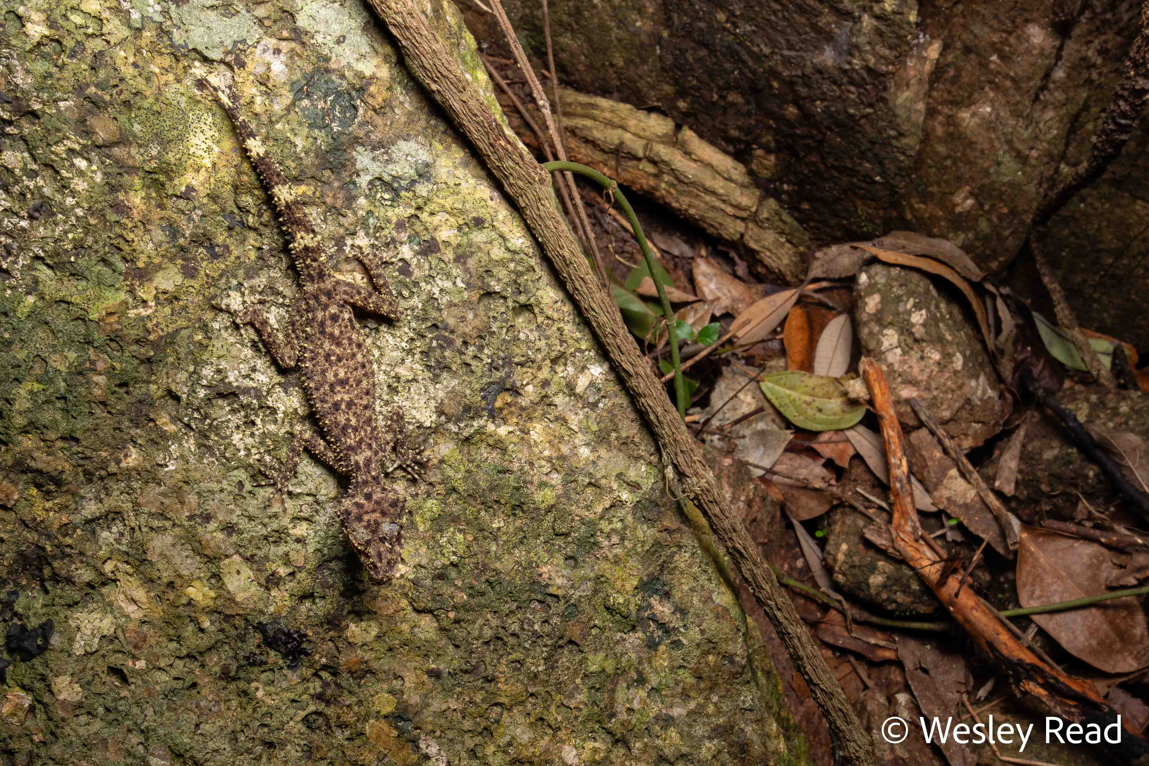 Phyllurus gulbaru