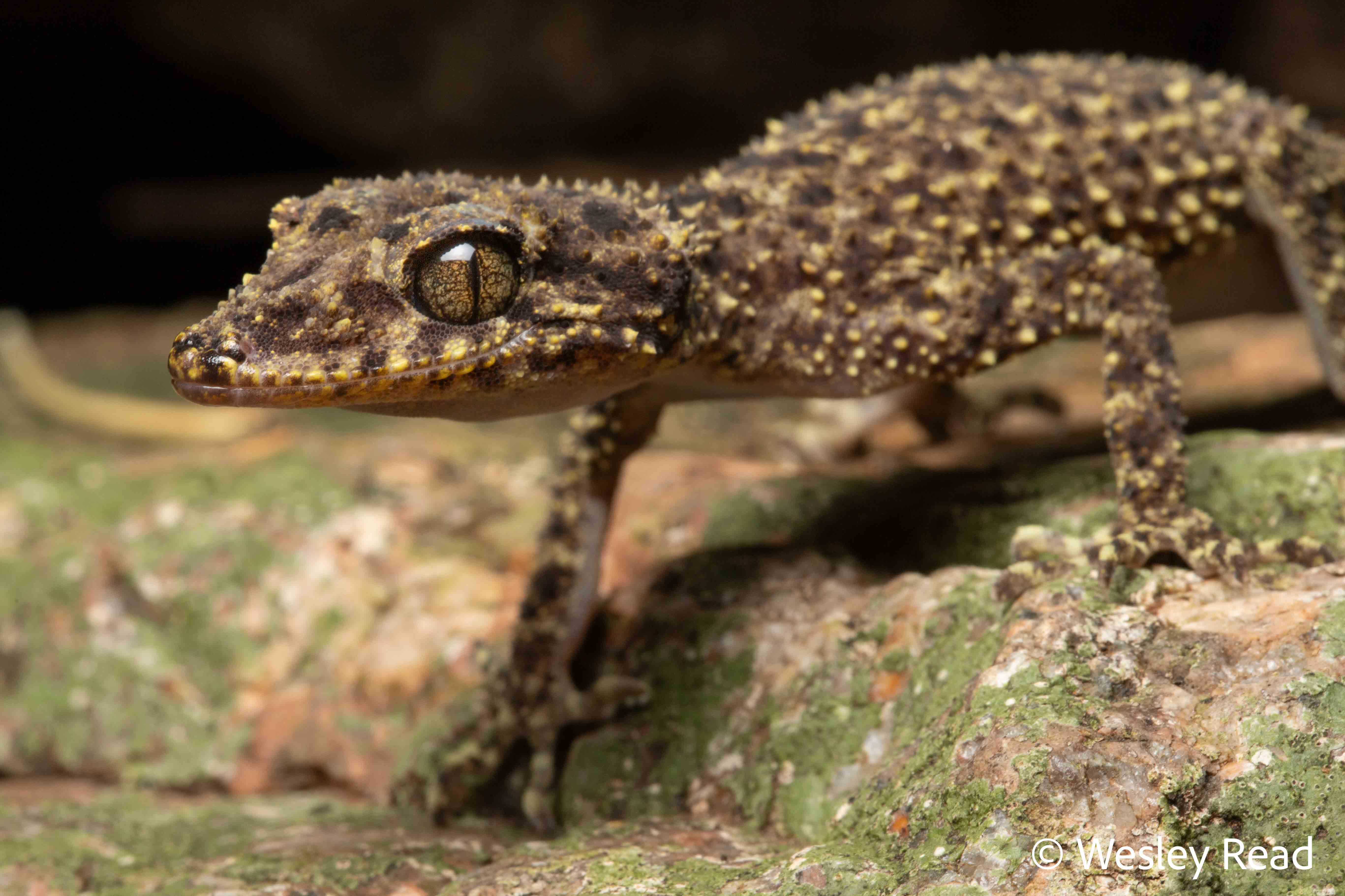 Phyllurus gulbaru