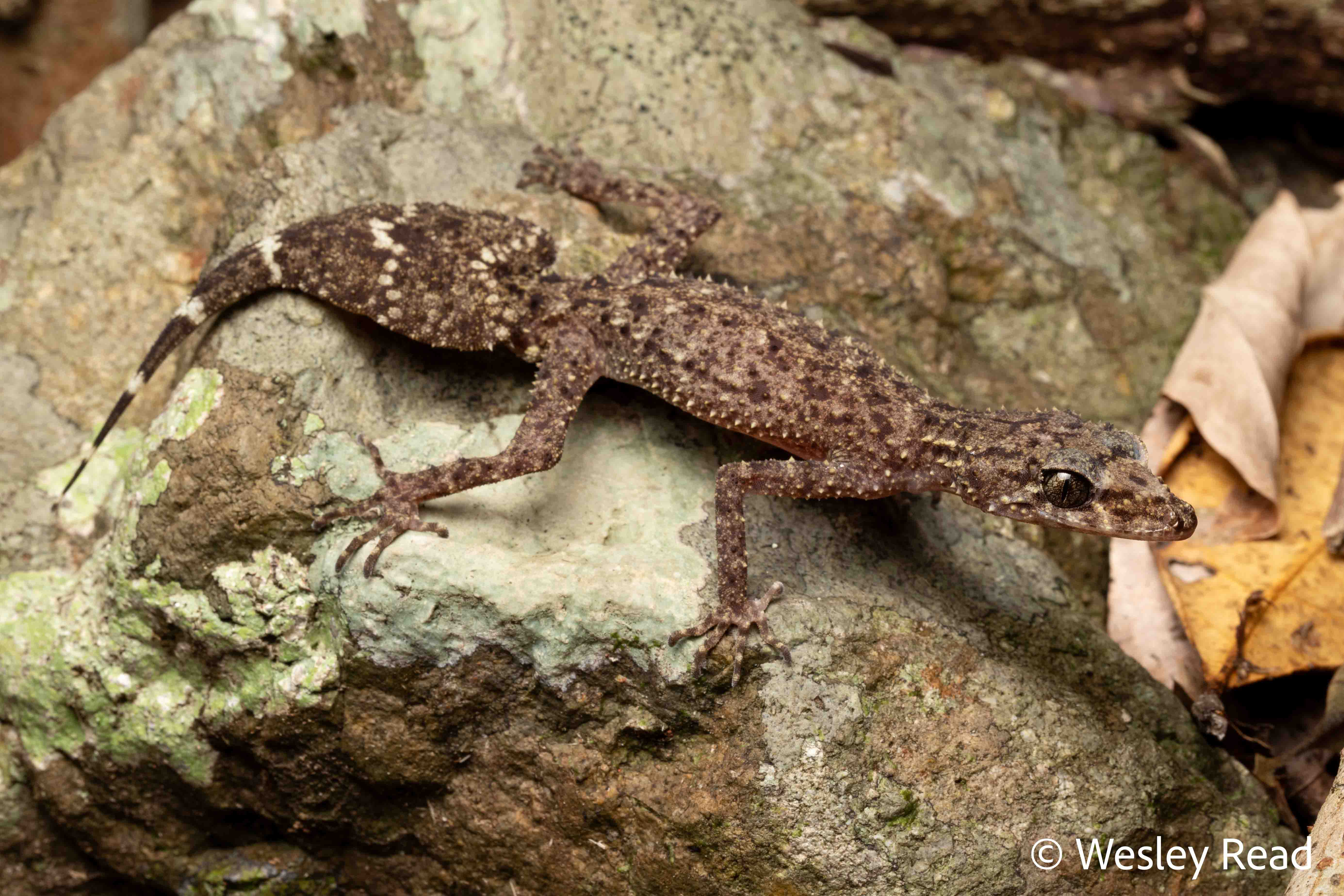 Phyllurus ossa