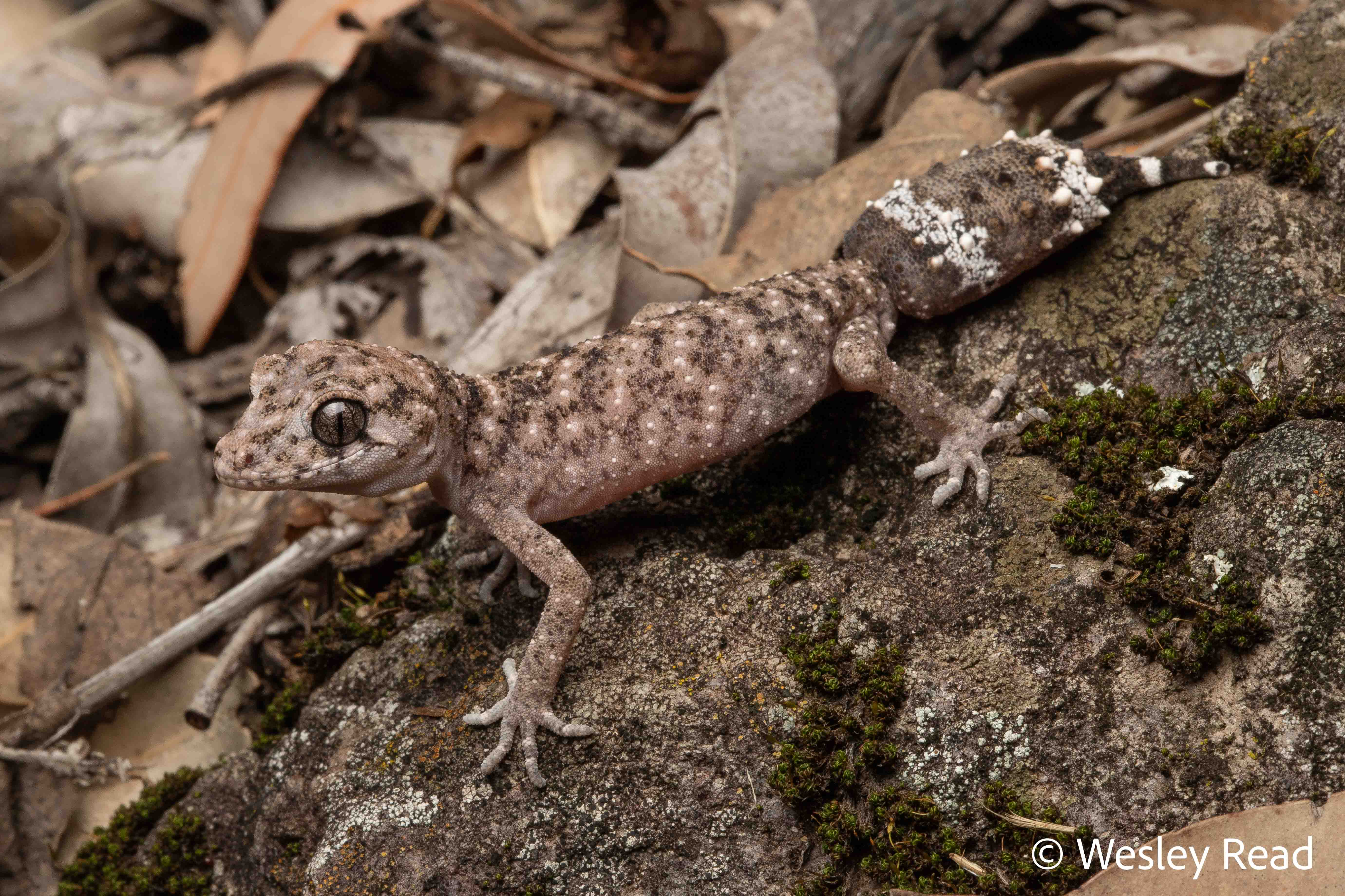 Uvidicolus sphyrurus