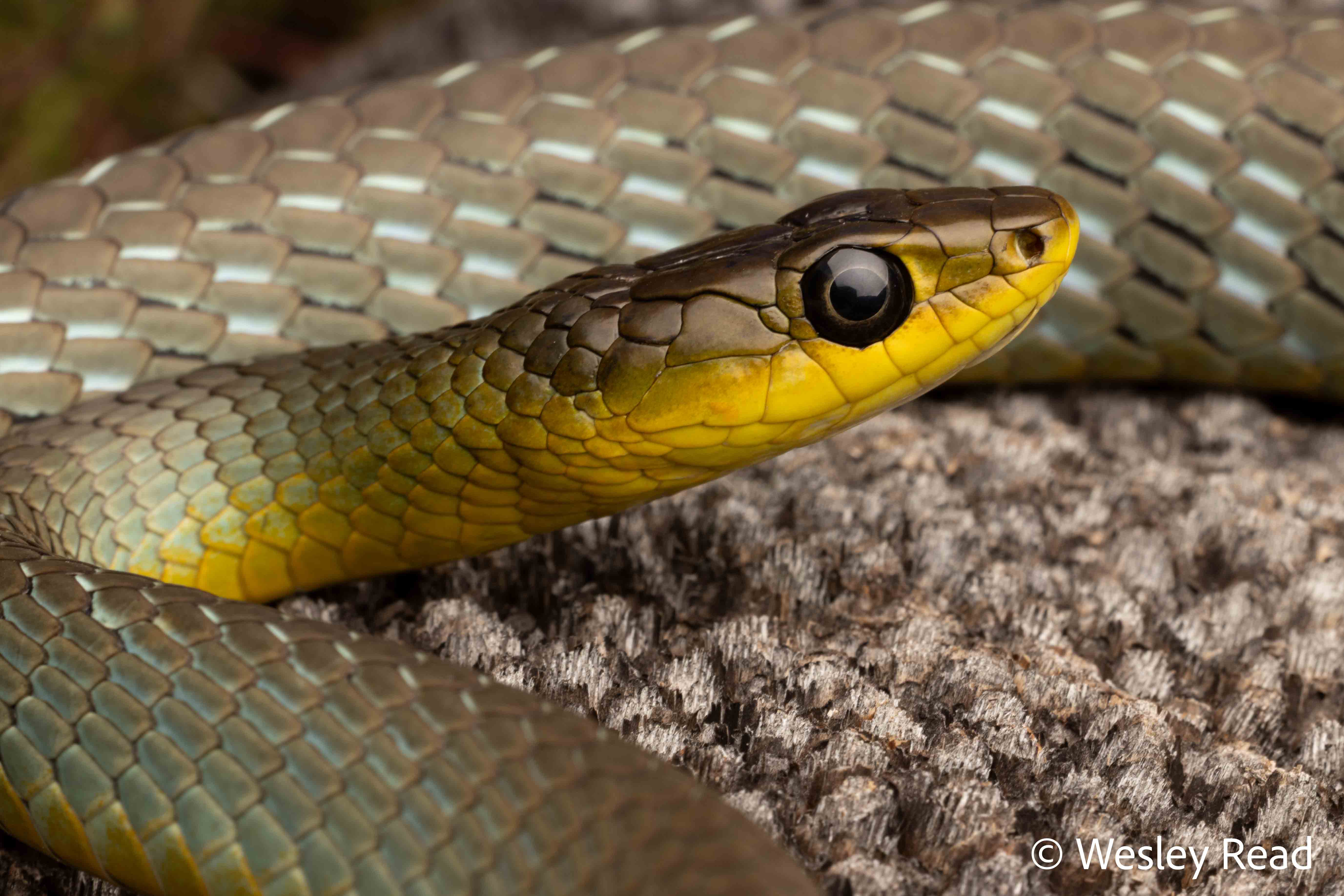 Dendrelaphis punctulatus