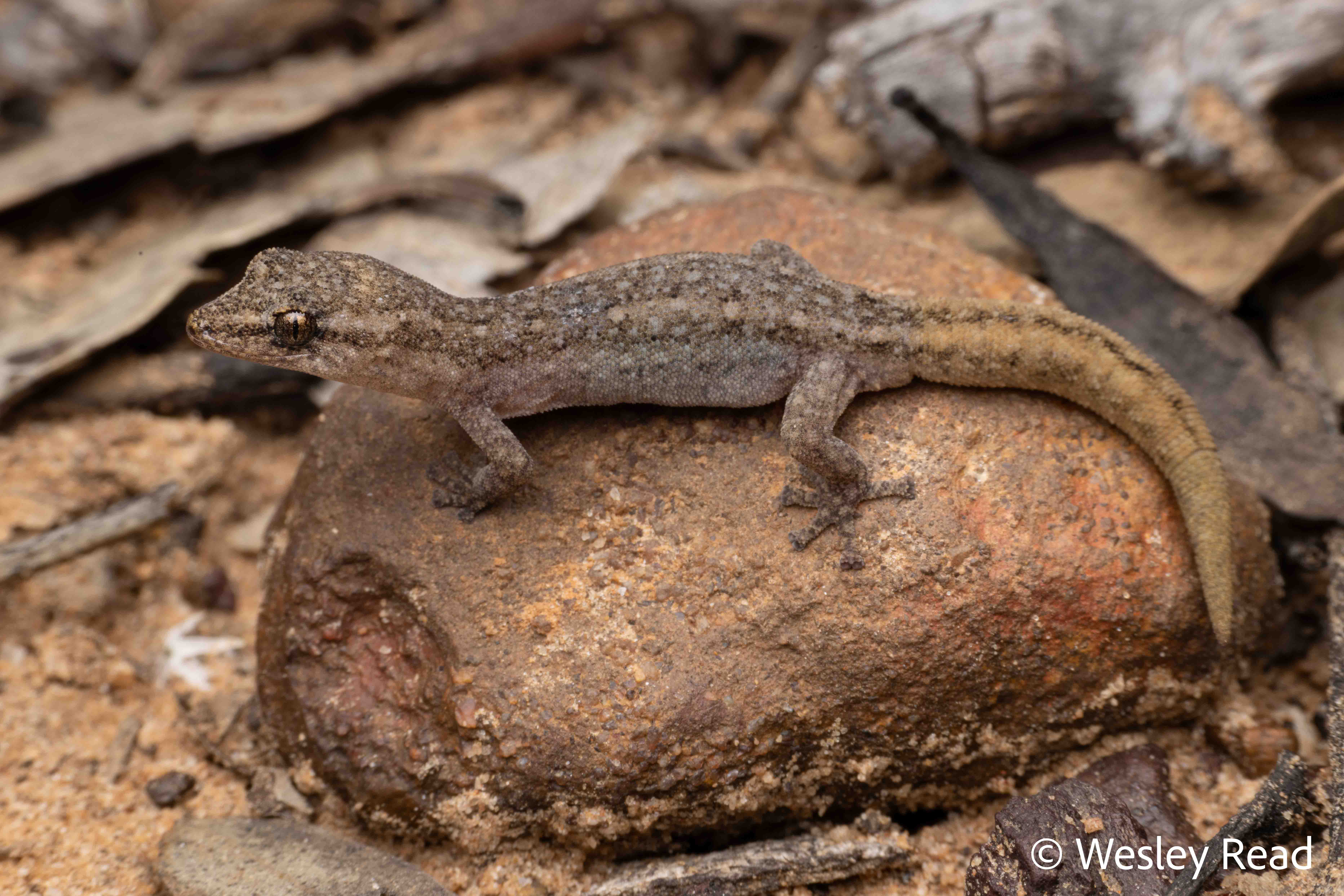 Crenadactylus ocellatus