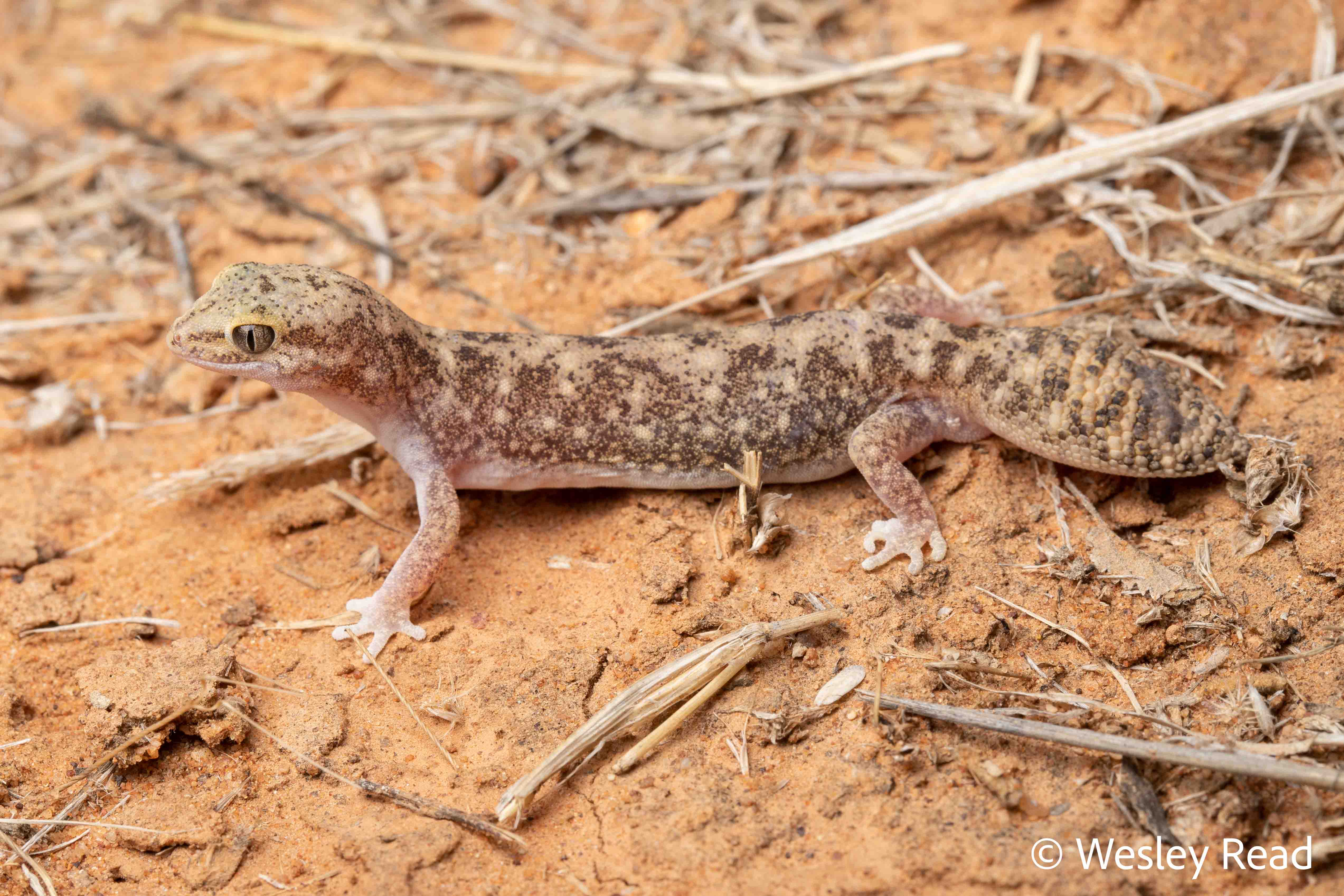 Diplodactylus ameyi