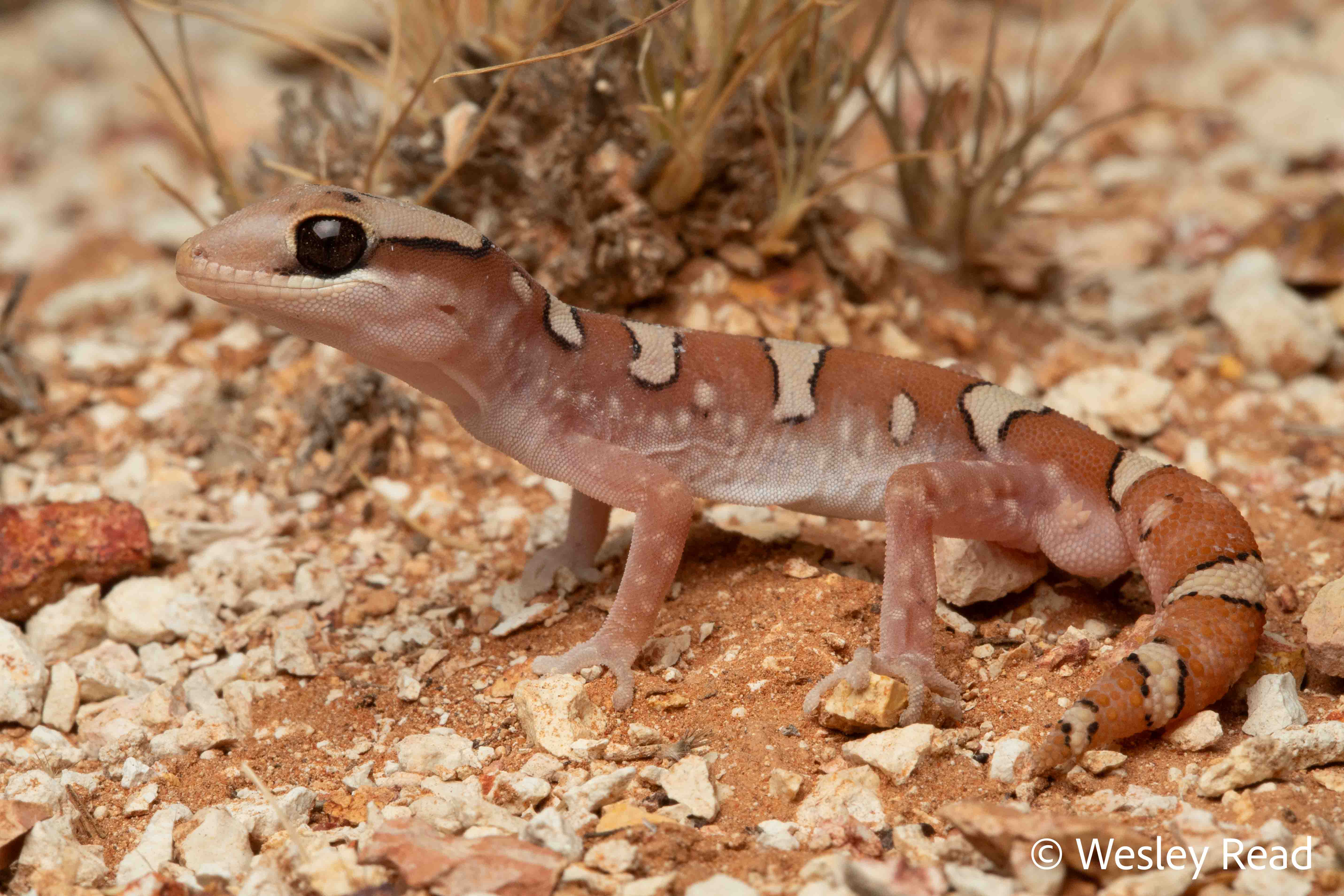 Diplodactylus galeatus