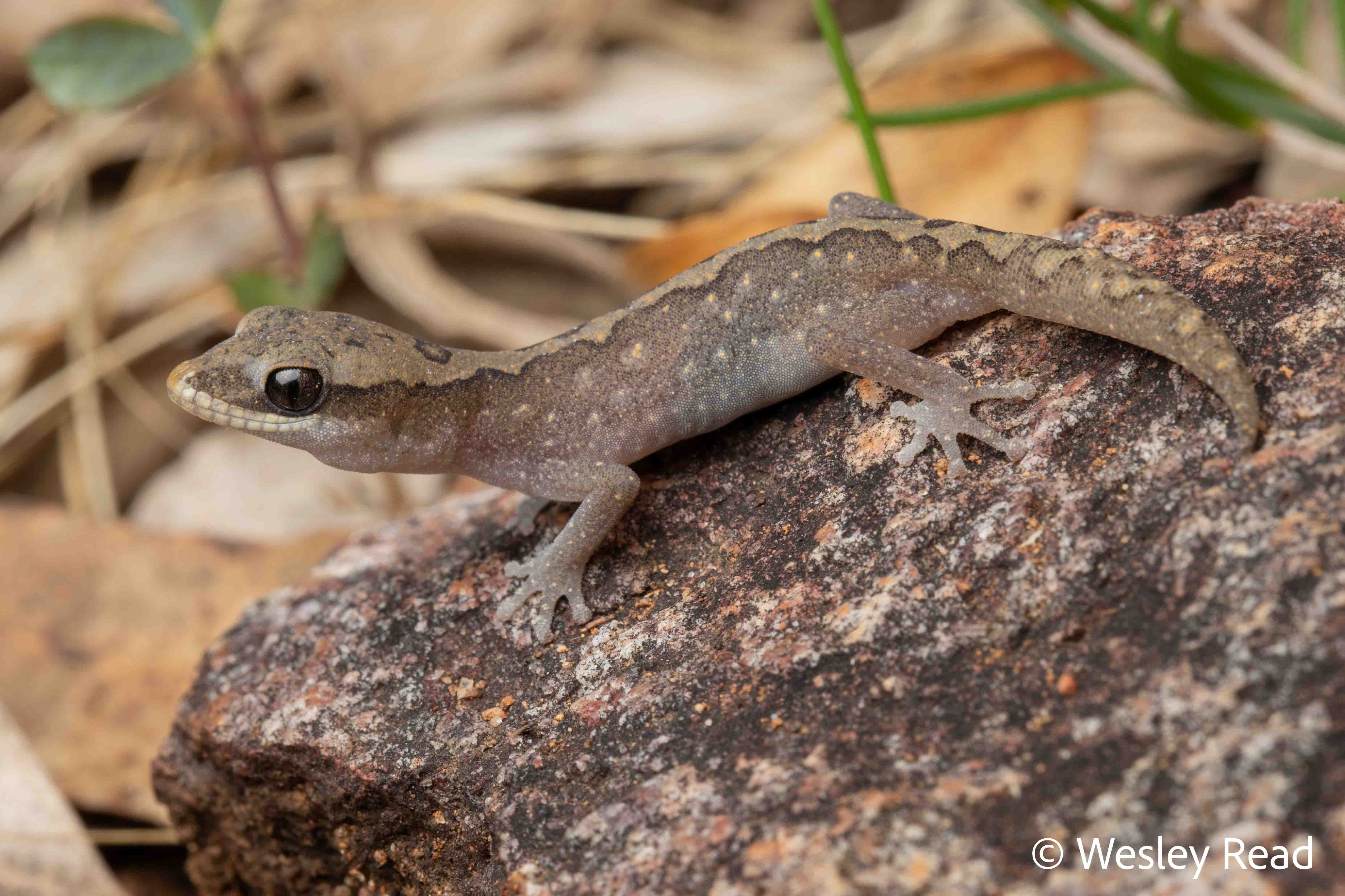 Diplodactylus granariensis