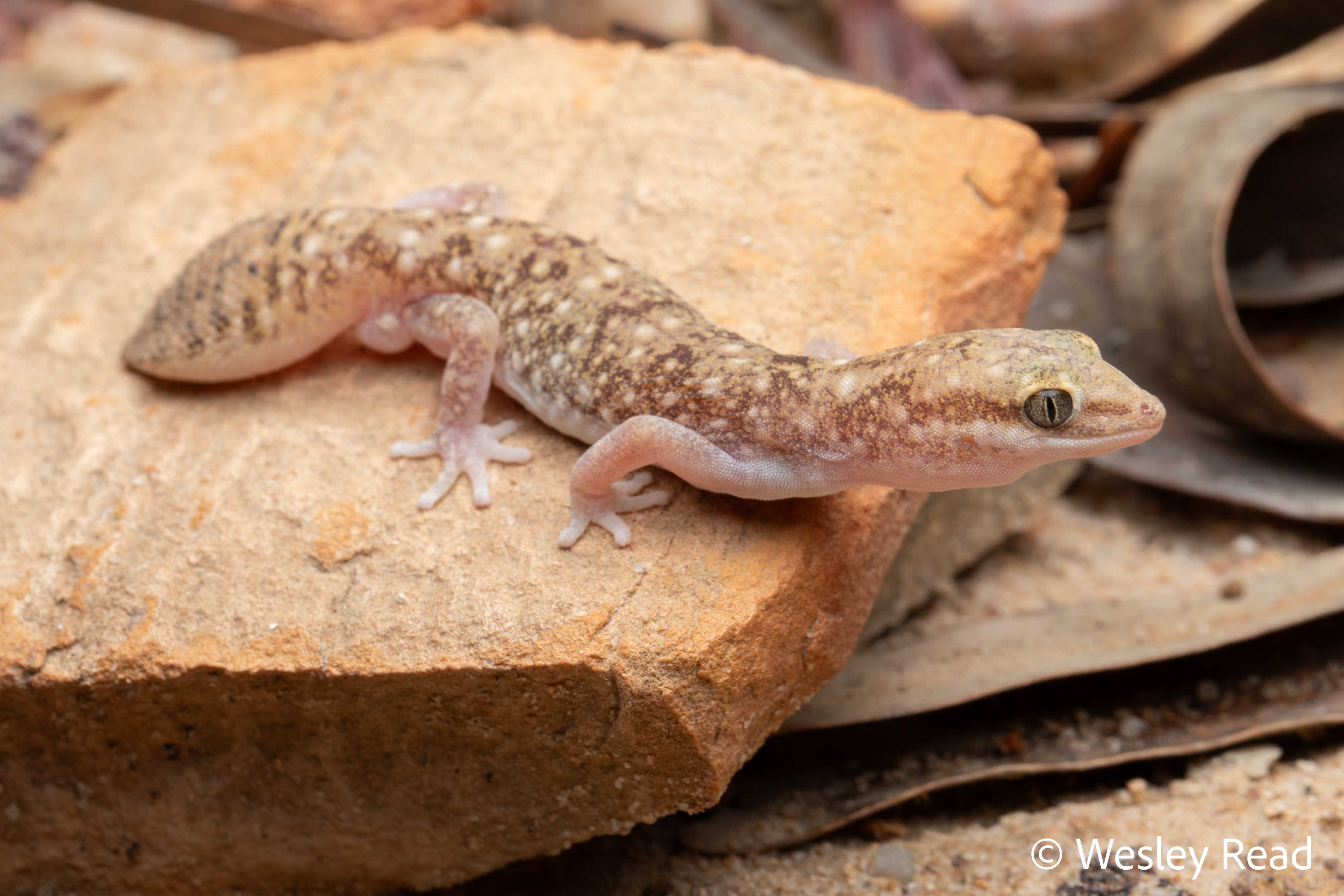 Diplodactylus platyurus